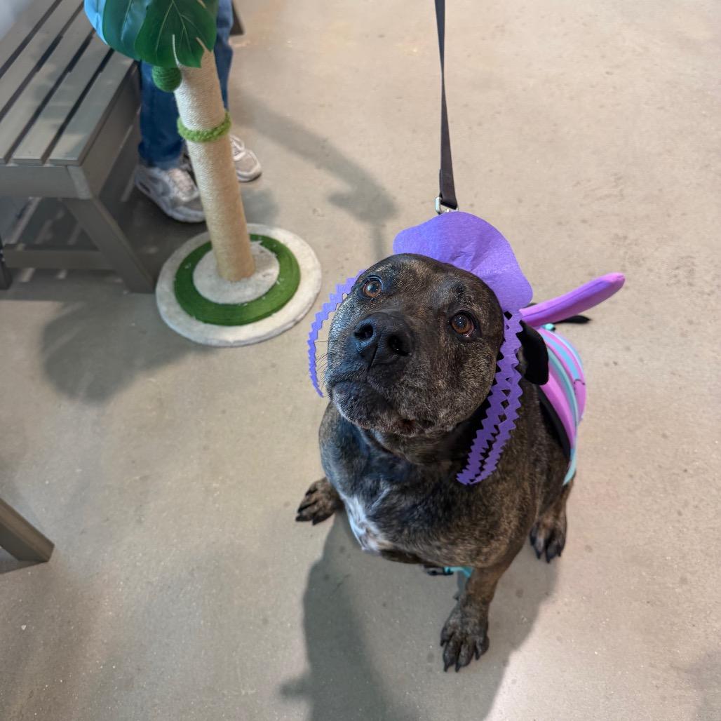 Akila, a Adoptable mixed breed in Clearwater, FL image 4/5