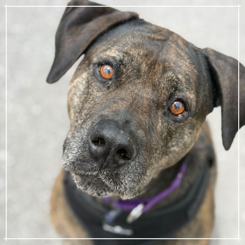 Akila, a Adoptable mixed breed in Clearwater, FL image 5/5