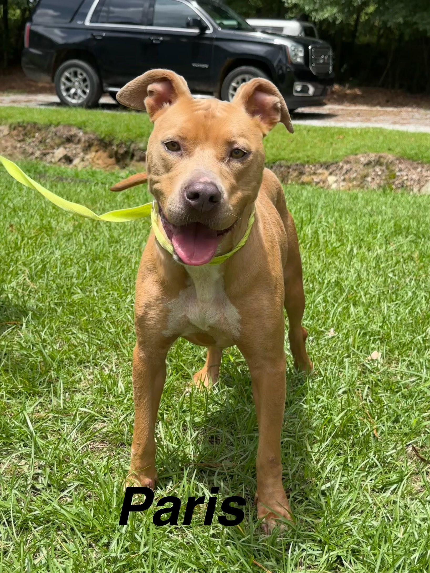 Paris, an adopted Pit Bull Terrier in Alexander City, AL_image-1