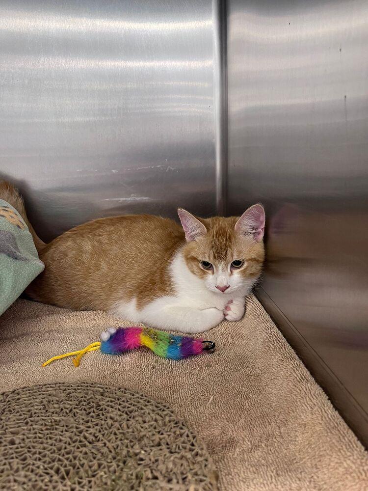 Cypress, Adoptable, Young Male Domestic Short Hair.