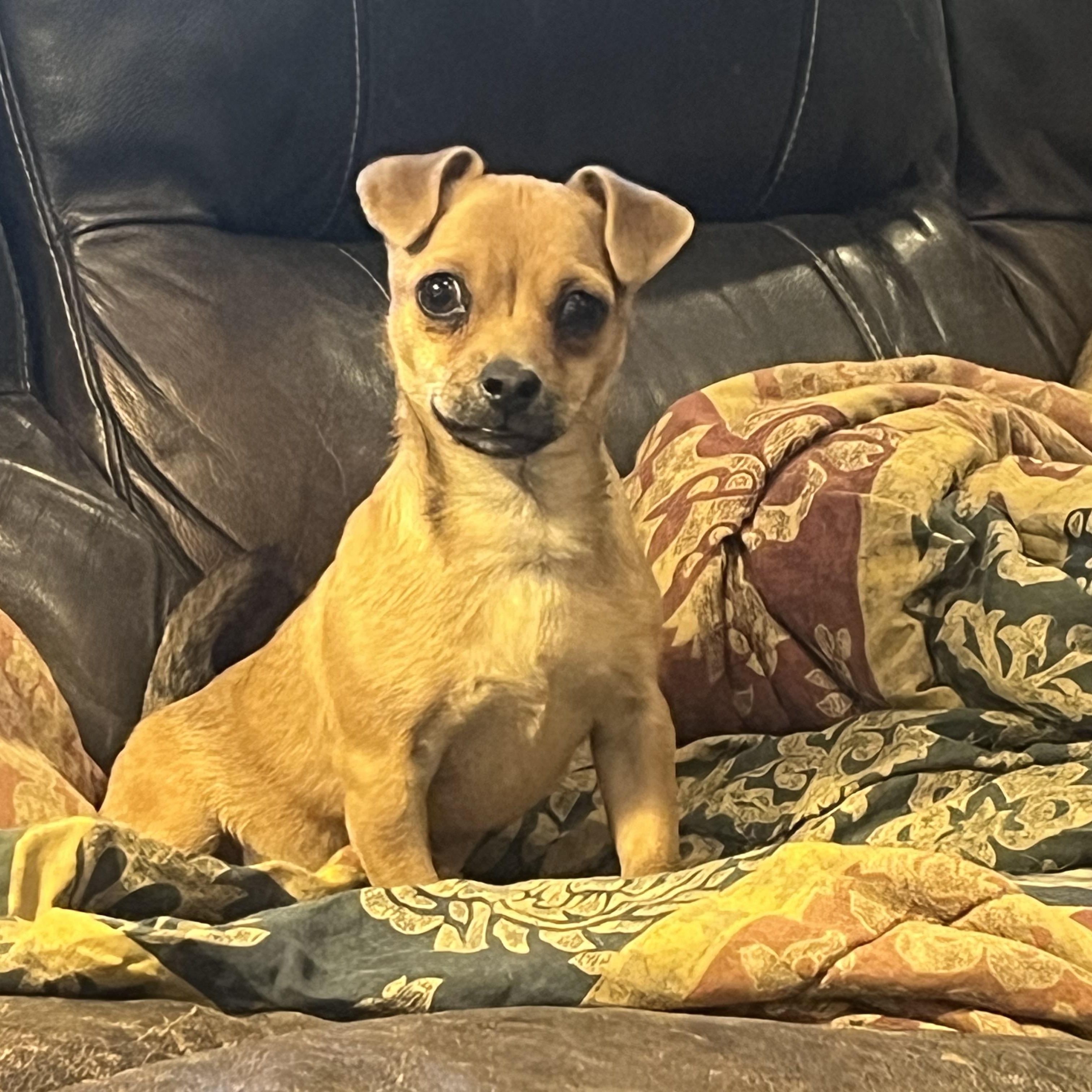 Piglet, adopted, Young Female Chihuahua.