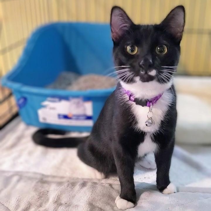 Lupin, adopted, Kitten Male Domestic Short Hair.