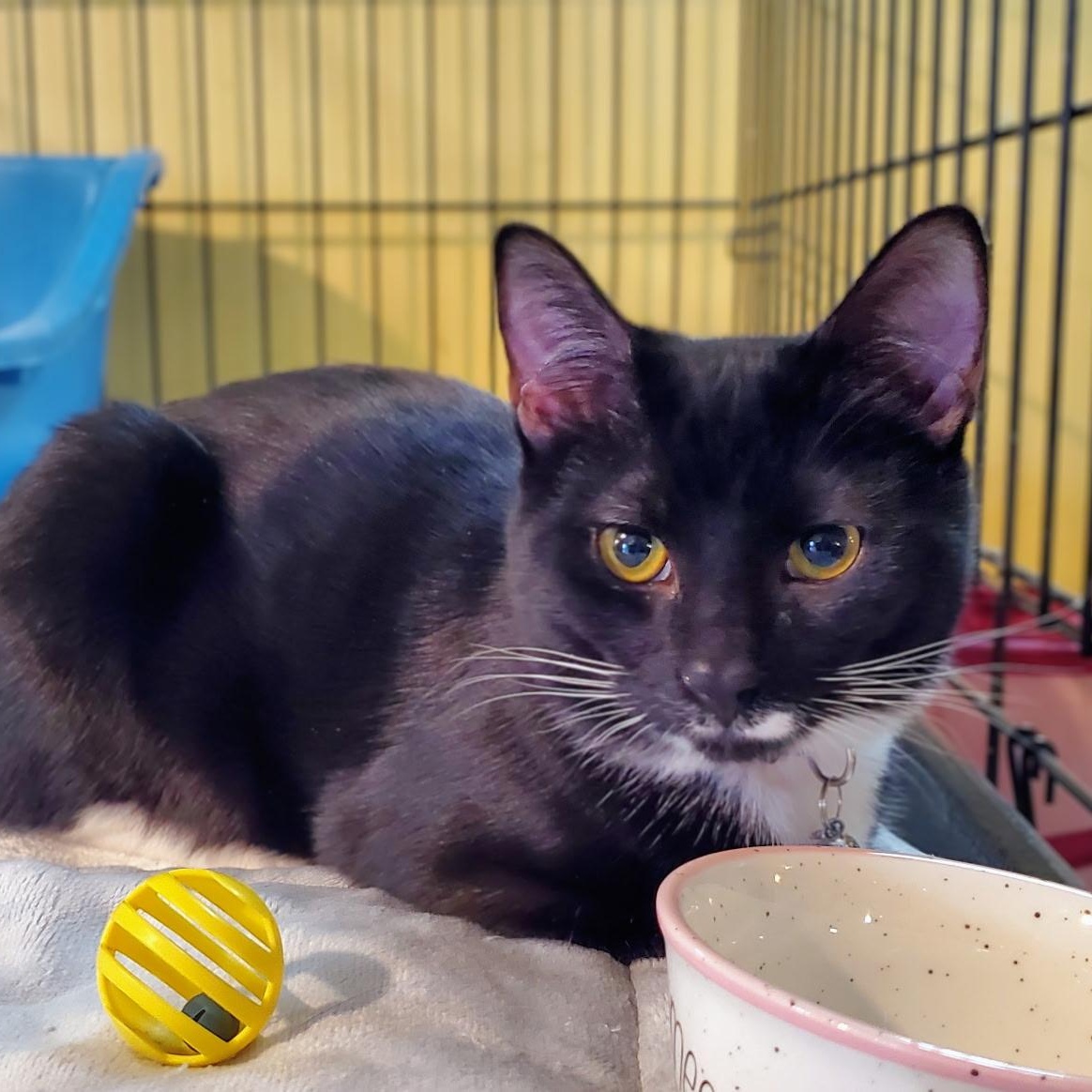 Enlarge Lupin, an adopted Domestic Short Hair in Greensboro, NC image 4/5