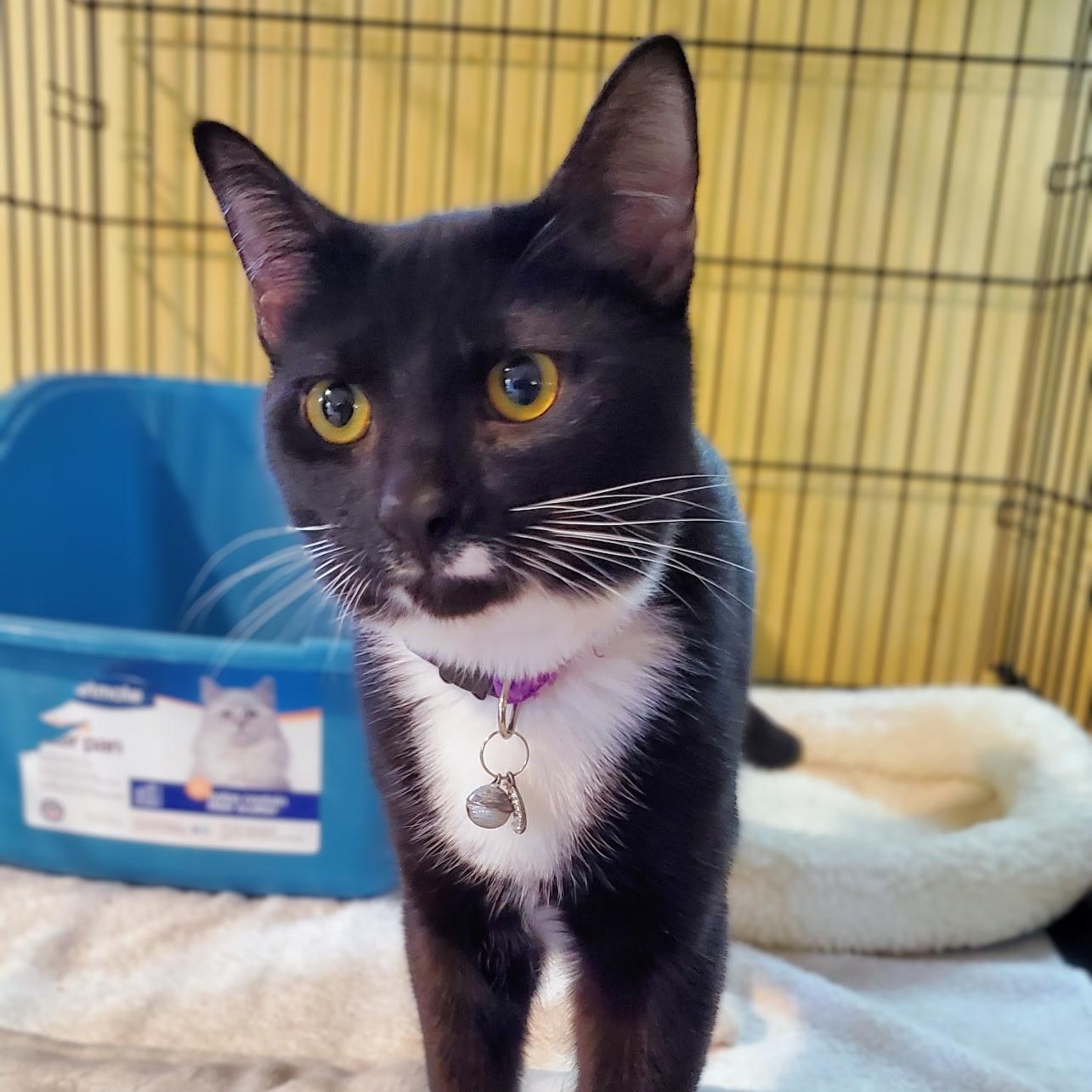 Enlarge Lupin, an adopted Domestic Short Hair in Greensboro, NC image 5/5