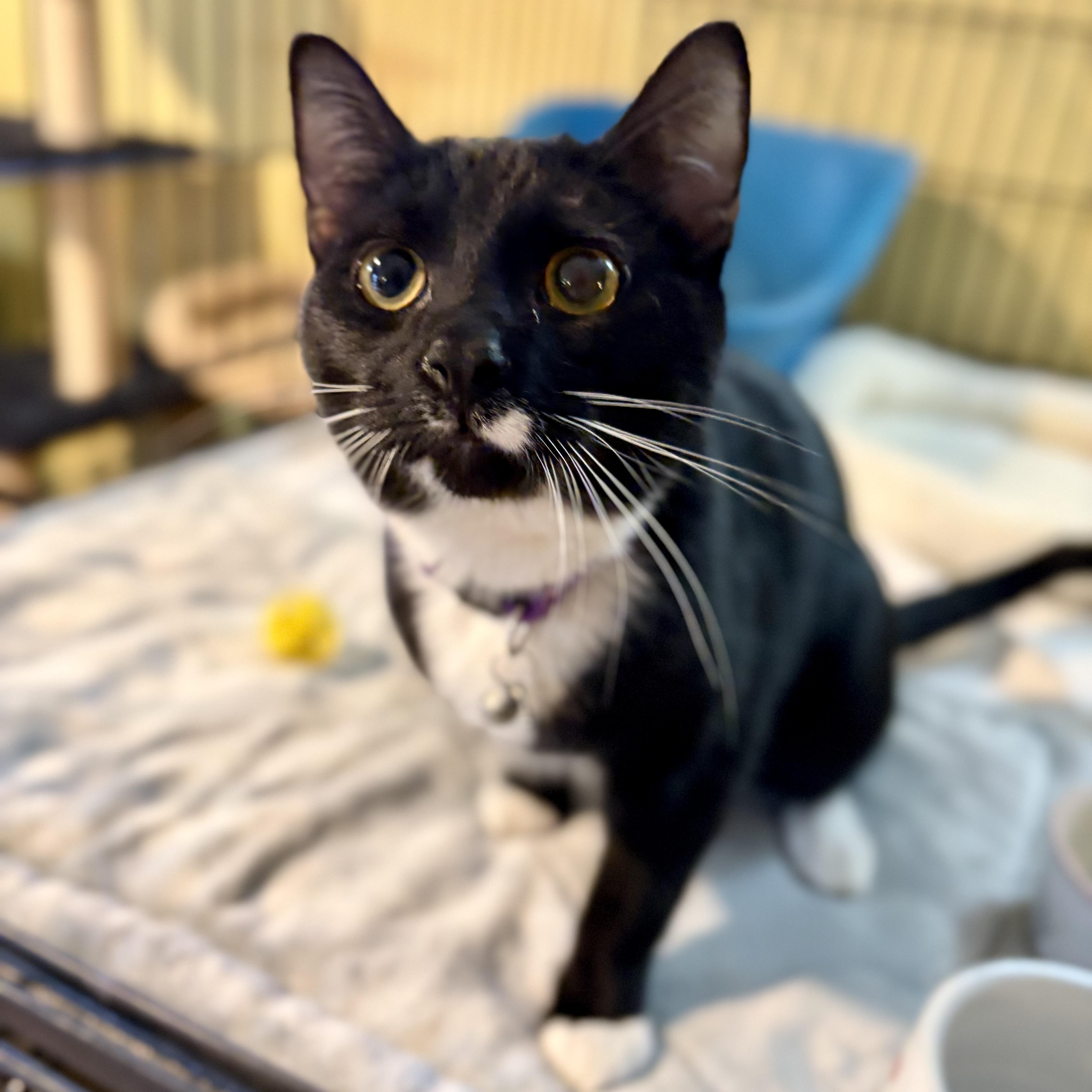 Enlarge Lupin, an adopted Domestic Short Hair in Greensboro, NC image 2/5