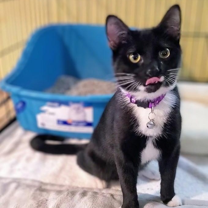 Enlarge Lupin, an adopted Domestic Short Hair in Greensboro, NC image 3/5