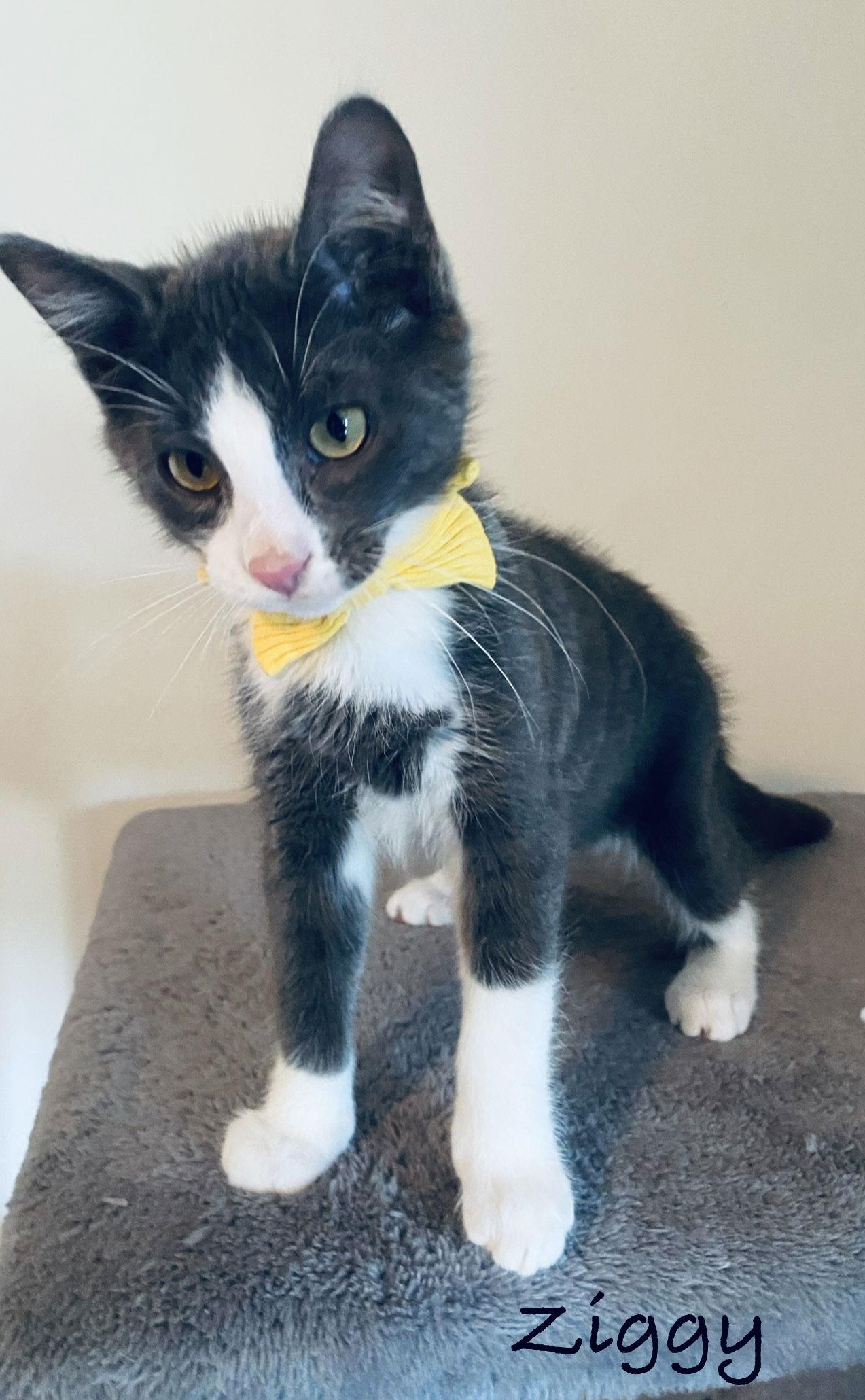 Enlarge Ziggy, a Adopted Domestic Short Hair in West Des Moines, IA image 1/3