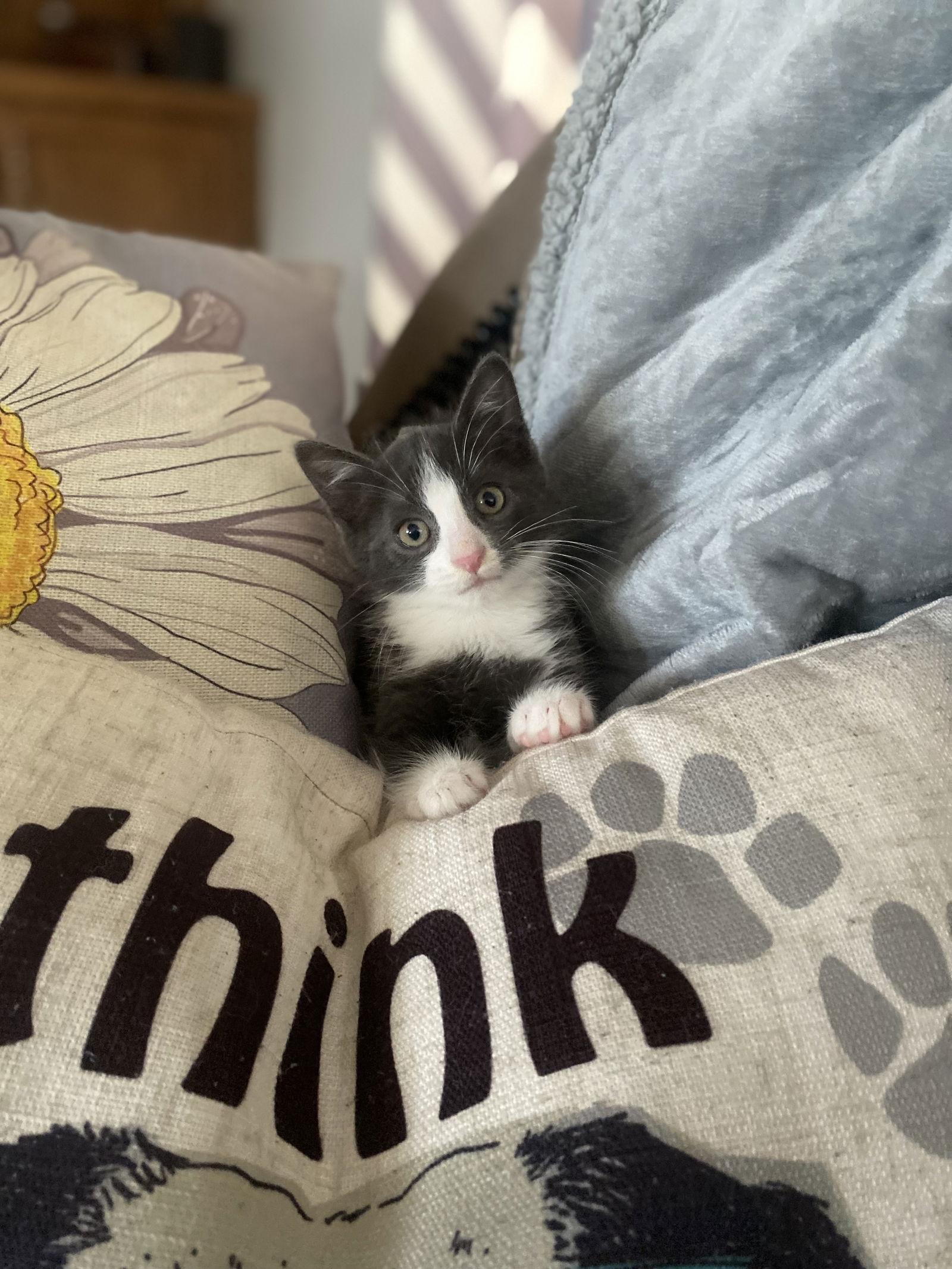 Enlarge Ziggy, a Adopted Domestic Short Hair in West Des Moines, IA image 2/3