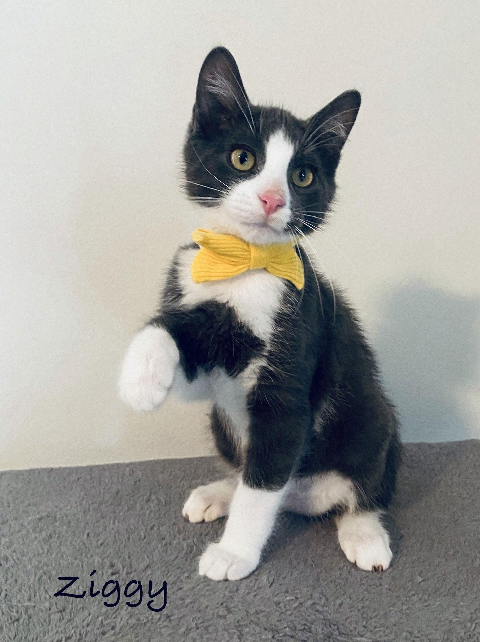 Enlarge Ziggy, a Adopted Domestic Short Hair in West Des Moines, IA image 3/3