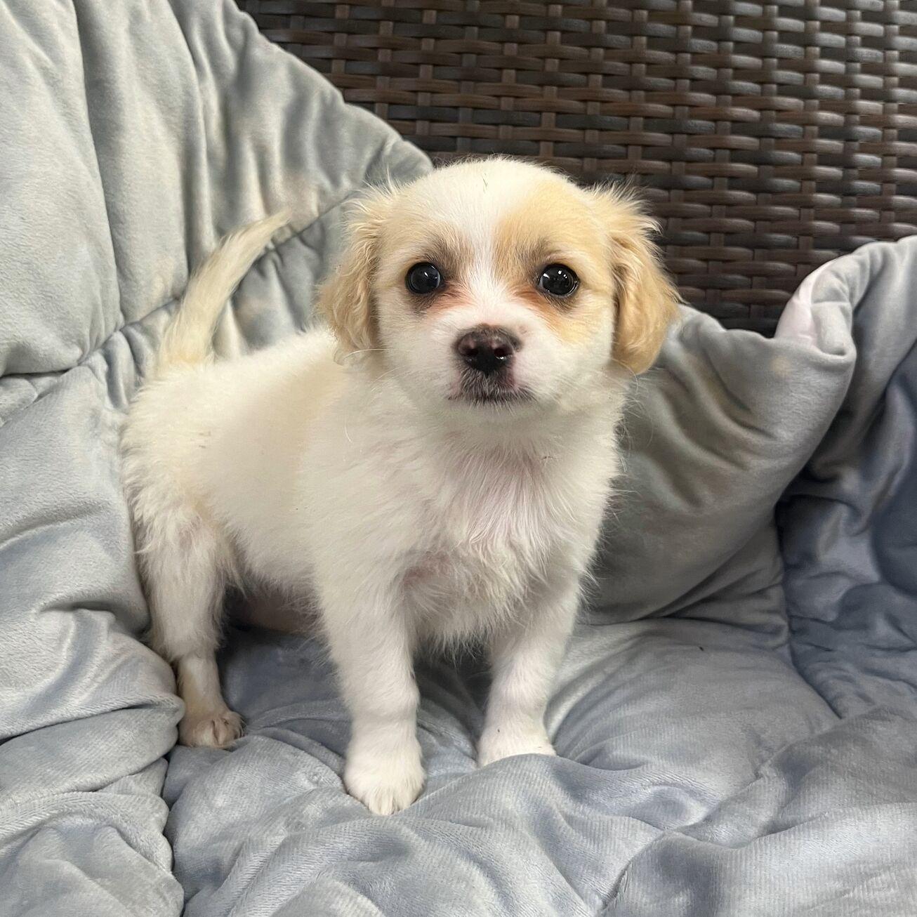 Enlarge Bradford, an adopted mixed breed in Kerrville, TX image 1/1