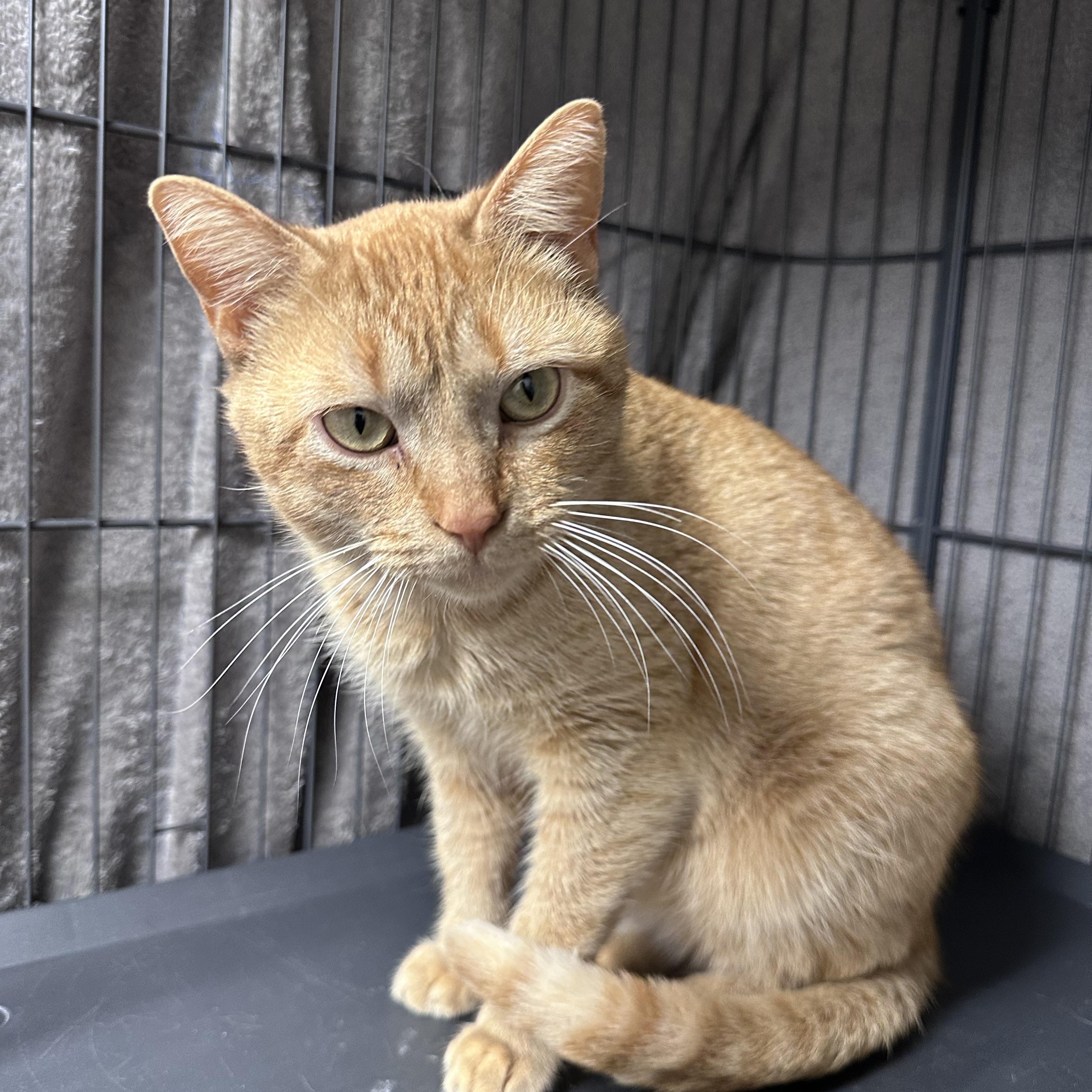 Enlarge Henry, a ADOPTABLE Tabby in Tyrone, PA image 1/1