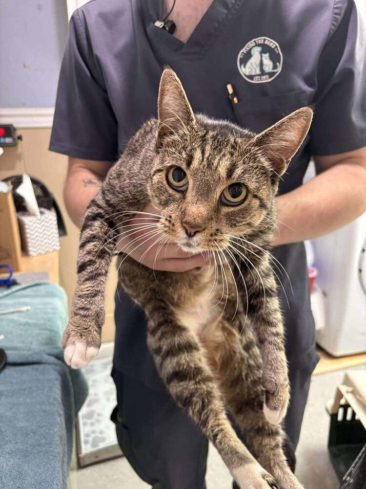 Enlarge Flippin' Nora, a Adoptable Domestic Short Hair in Statesboro, GA image 1/1