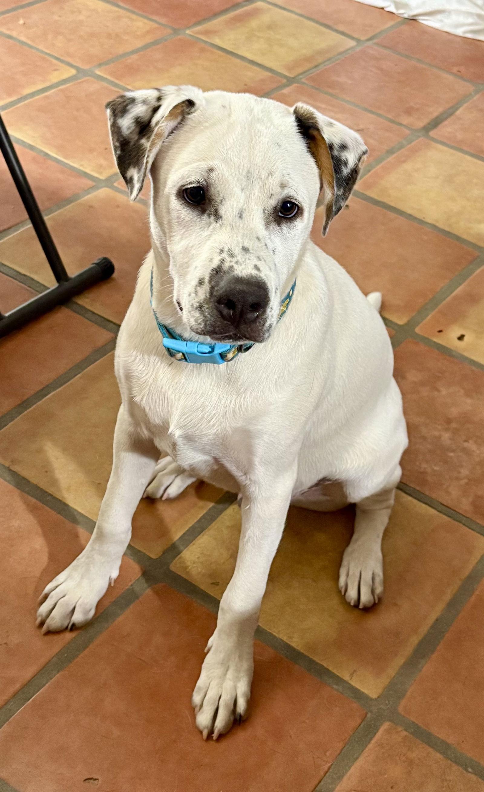 Hoya, Adopted, Young Male Cattle Dog & Husky.
