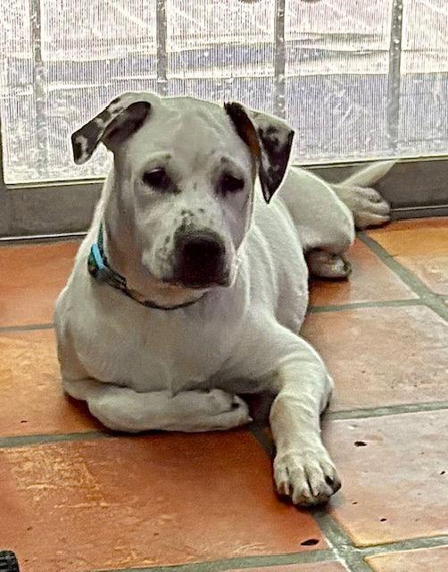 Enlarge Hoya, a Adopted mixed breed in Mesa, AZ image 3/3