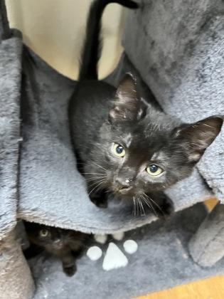 MacBeth 52606, ADOPTABLE, Kitten Male Domestic Short Hair.