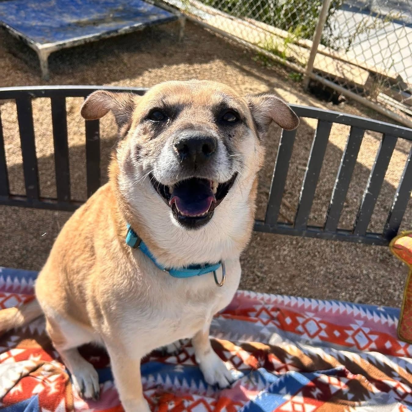 Nola, adopted, Senior Female Mixed Breed.