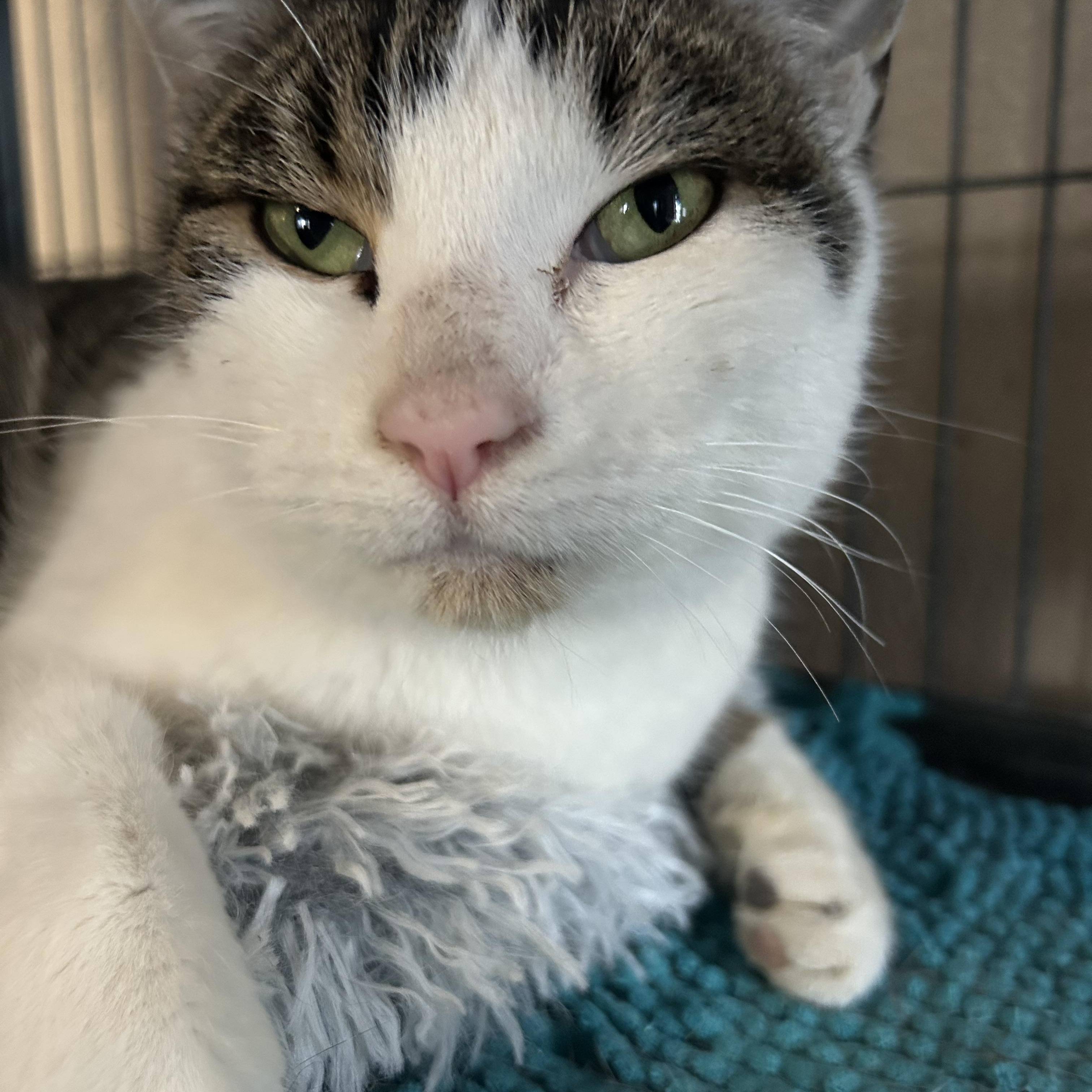 Enlarge Apple of My Eye, a Adoptable Domestic Short Hair in Belvidere, IL image 4/11