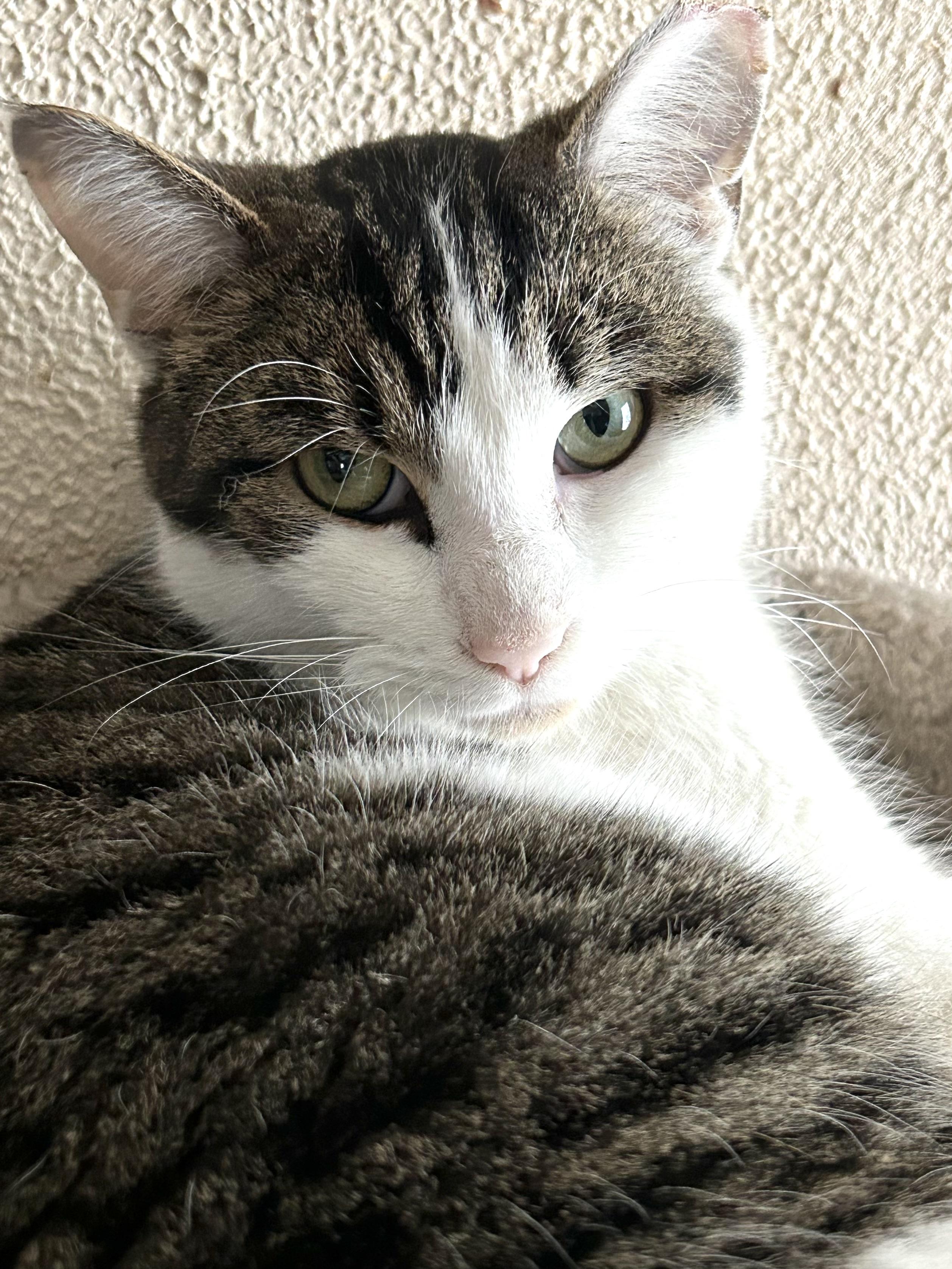 Enlarge Apple of My Eye, a Adoptable Domestic Short Hair in Belvidere, IL image 1/11