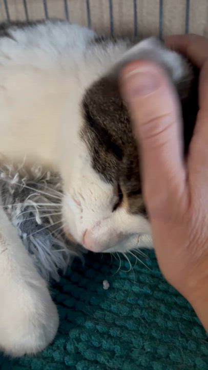 Enlarge Apple of My Eye, a Adoptable Domestic Short Hair in Belvidere, IL video 9/11