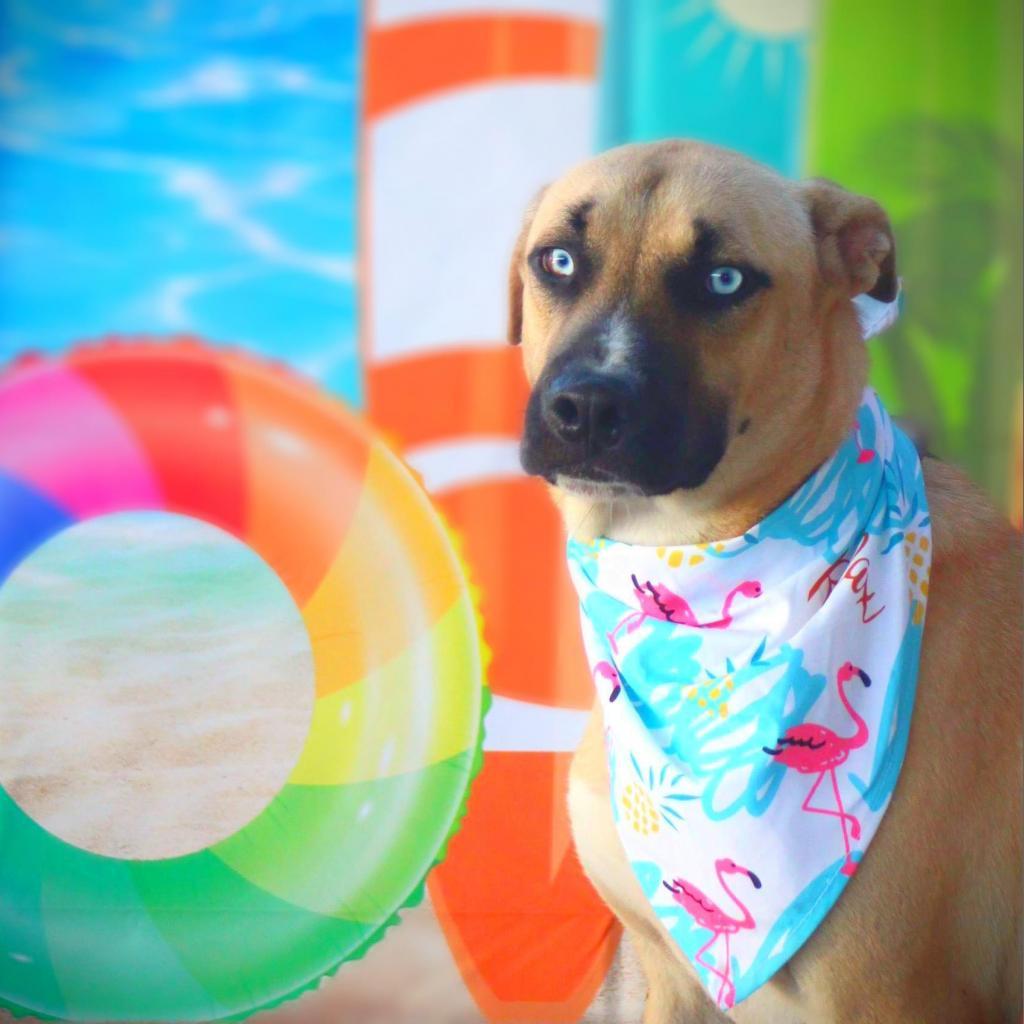 Azul JuM — thumbnail 3