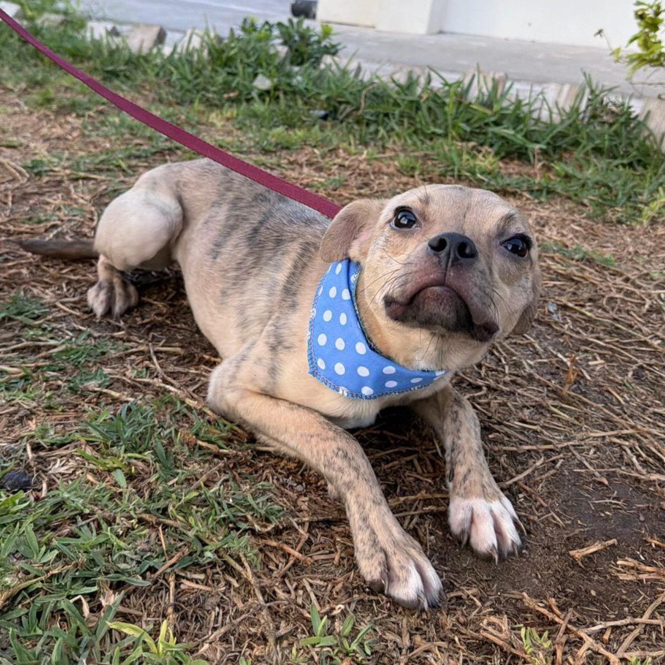 Tori, ADOPTABLE, Young Male Terrier.