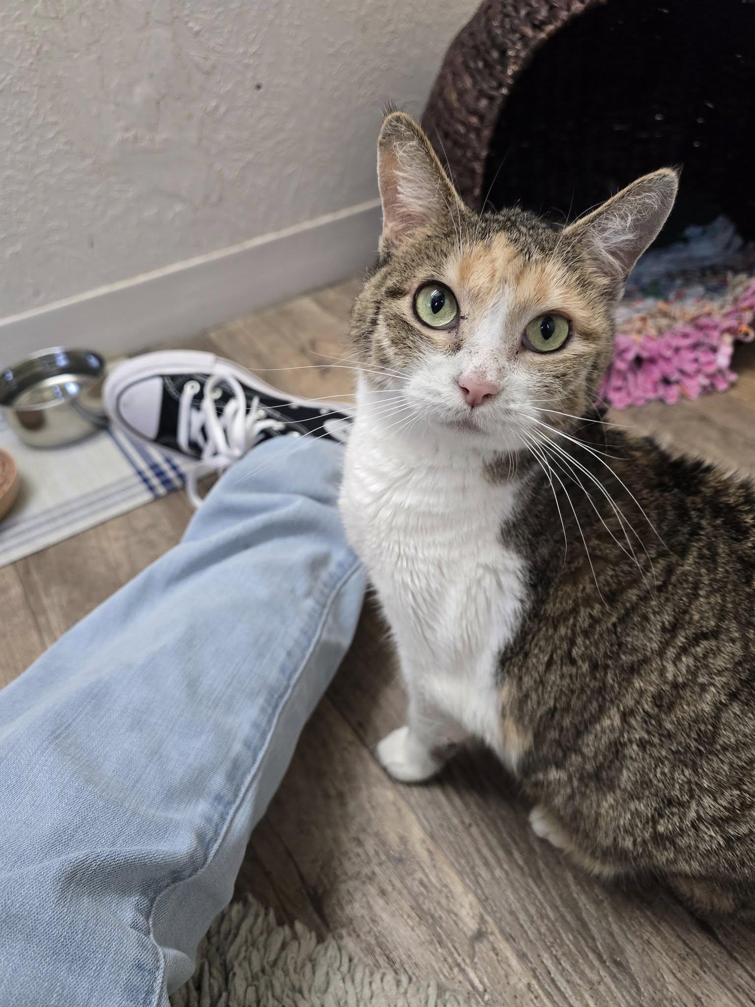 Enlarge Sasha, a ADOPTABLE Calico in Prineville, OR image 1/4