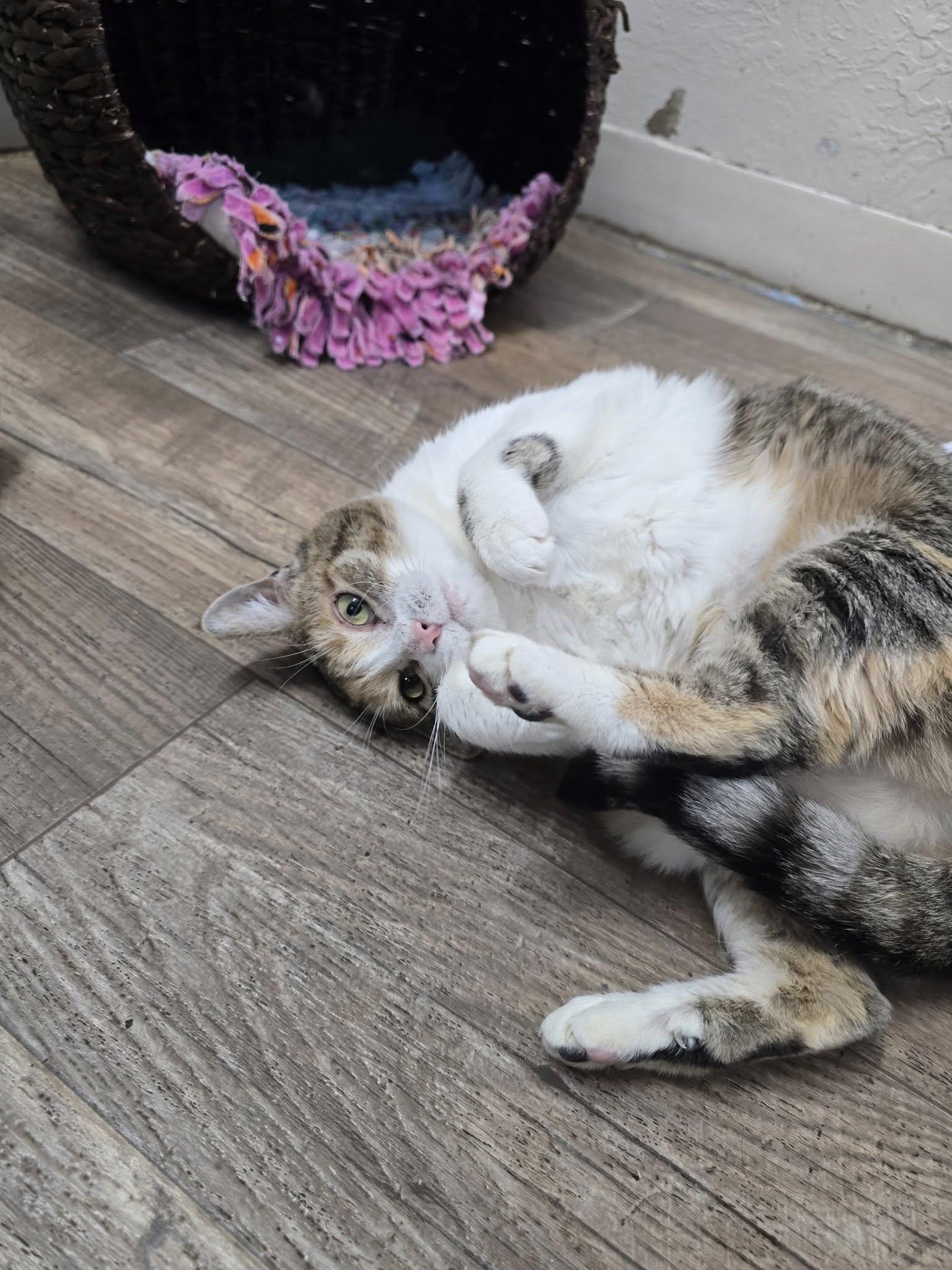 Enlarge Sasha, a ADOPTABLE Calico in Prineville, OR image 2/4