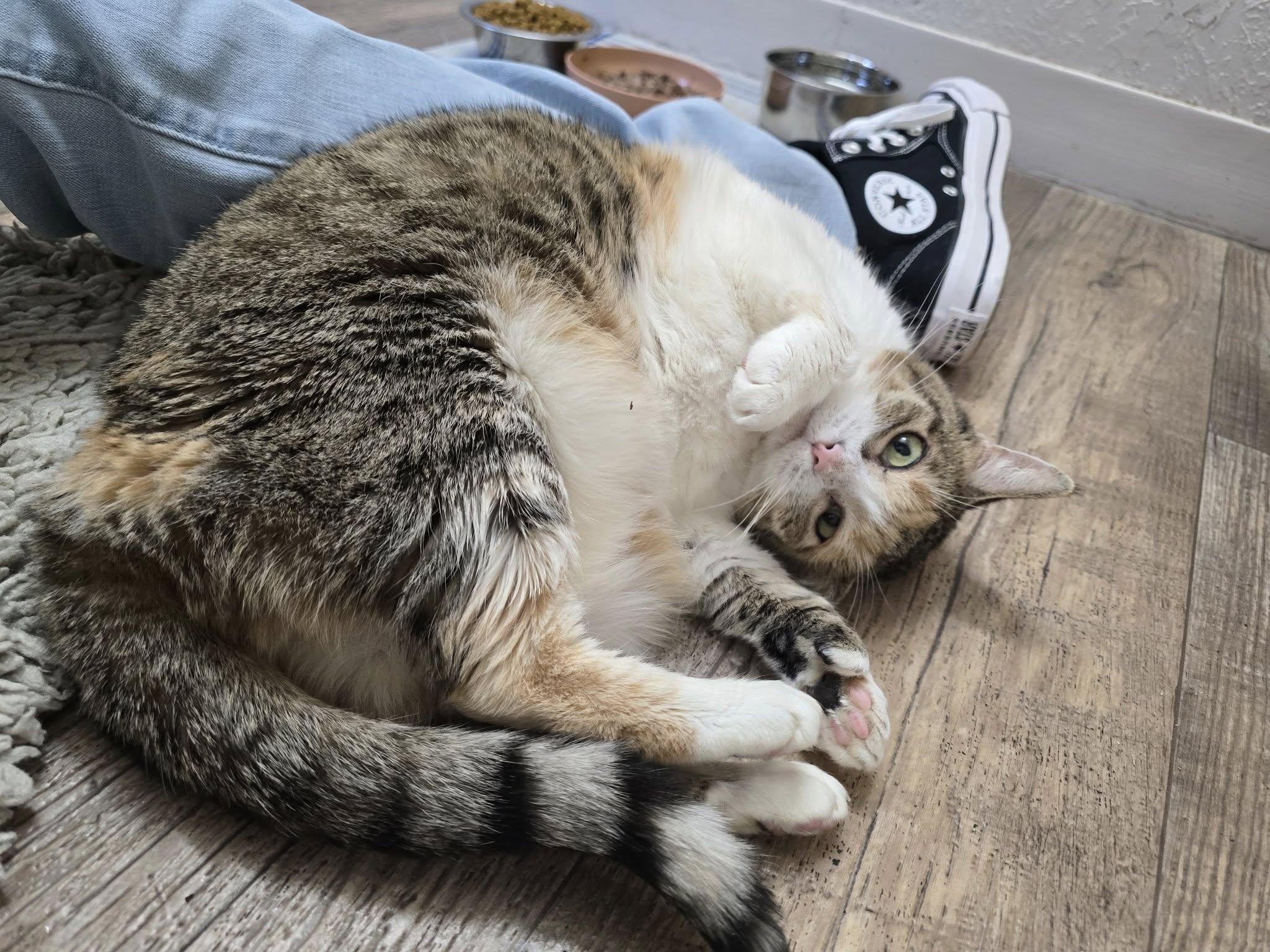 Enlarge Sasha, a ADOPTABLE Calico in Prineville, OR image 3/4