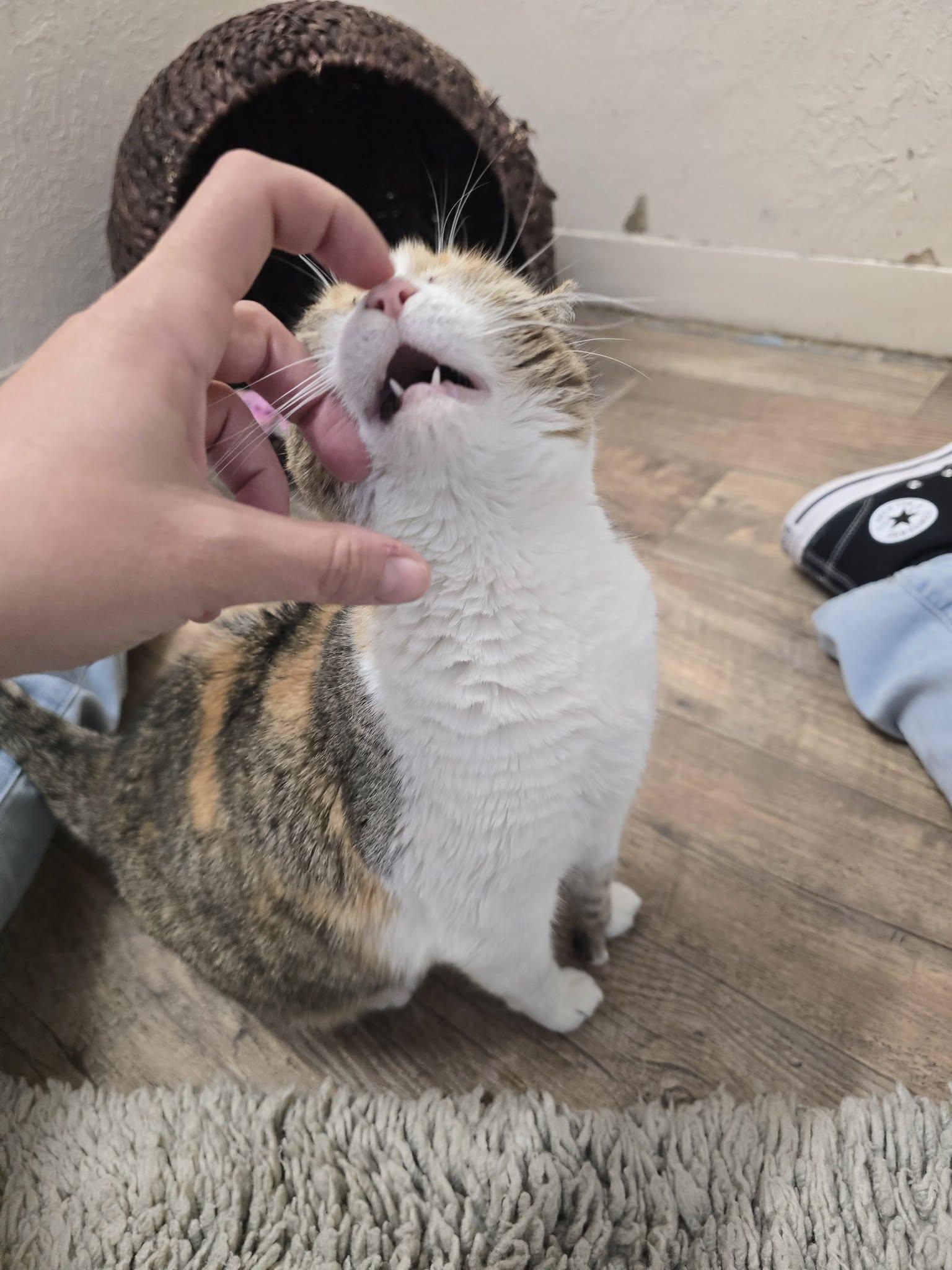 Enlarge Sasha, a ADOPTABLE Calico in Prineville, OR image 4/4