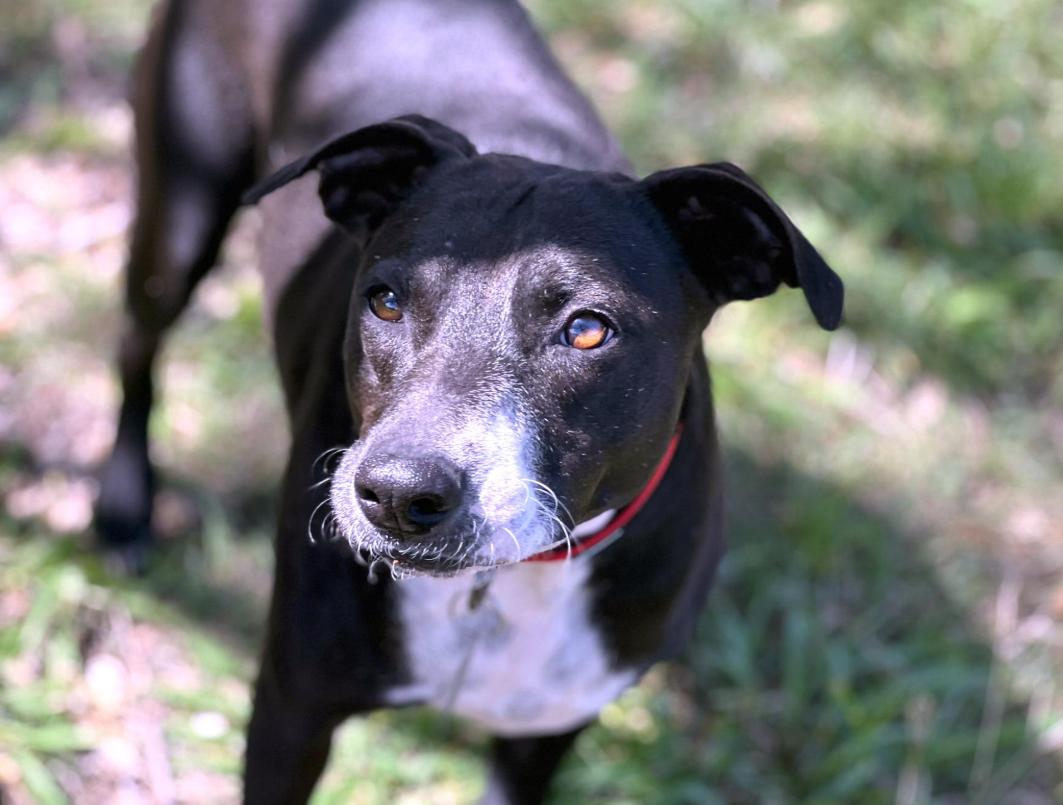 Mia - cruelty case! Long term stay - best dog here. Well-mannered and loyal!