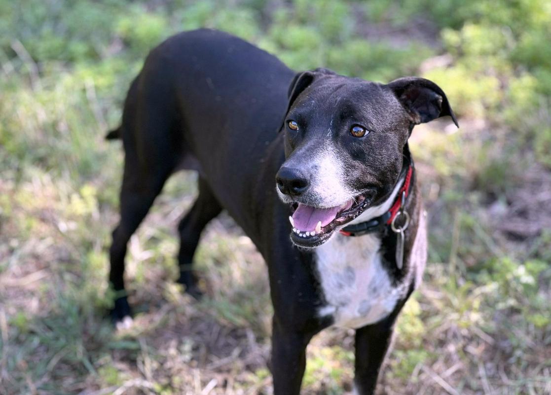 Mia - cruelty case! Long term stay - best dog here. Well-mannered and loyal!