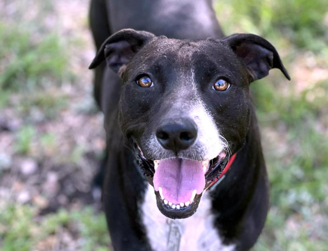 Mia - cruelty case! Long term stay - best dog here. Well-mannered and loyal!