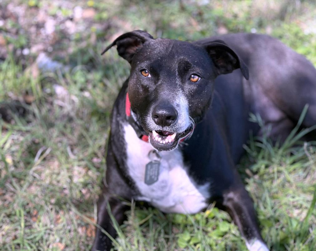 Mia - cruelty case! Long term stay - best dog here. Well-mannered and loyal!