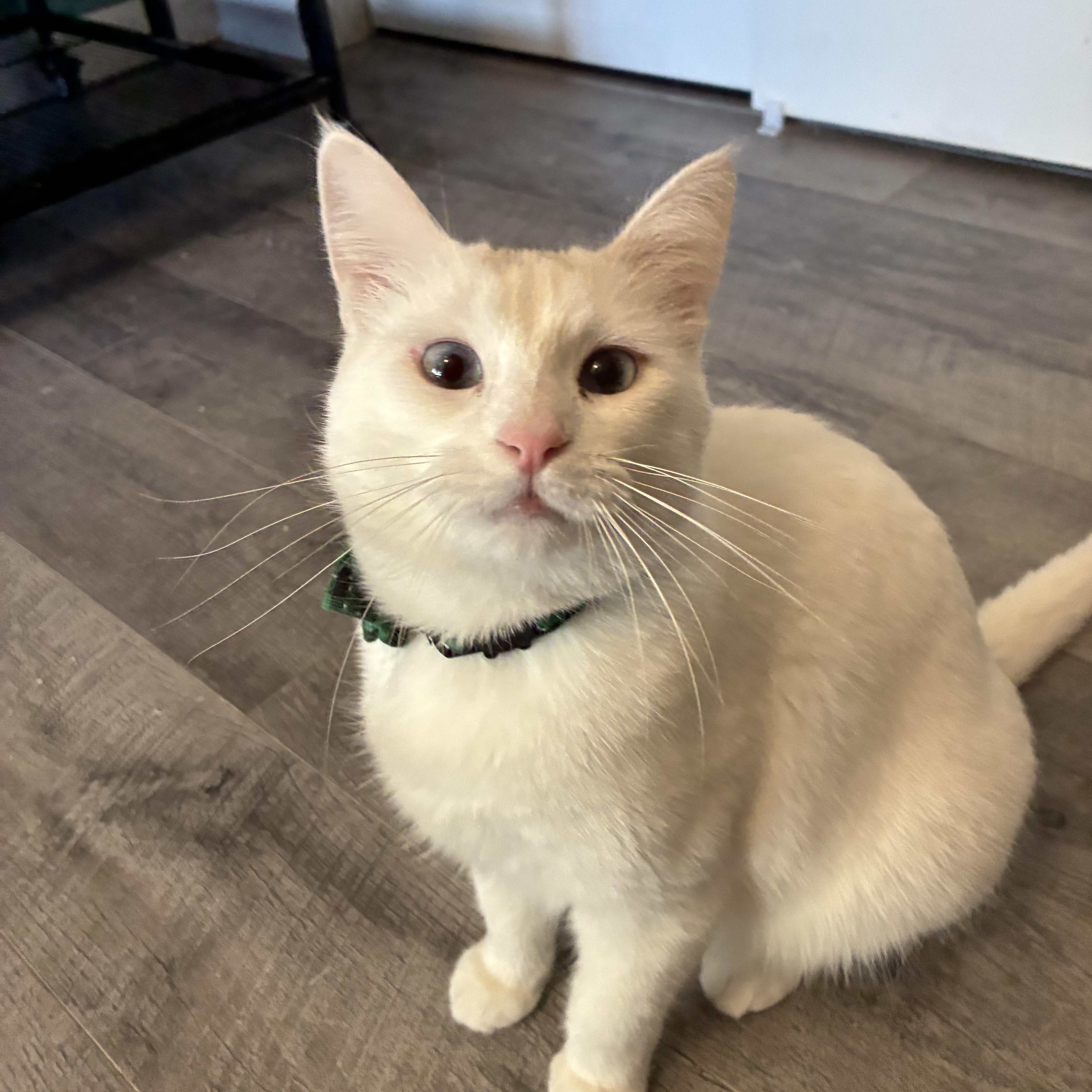 Enlarge Blanch, a Adoptable mixed breed in queen creek, AZ image 1/3