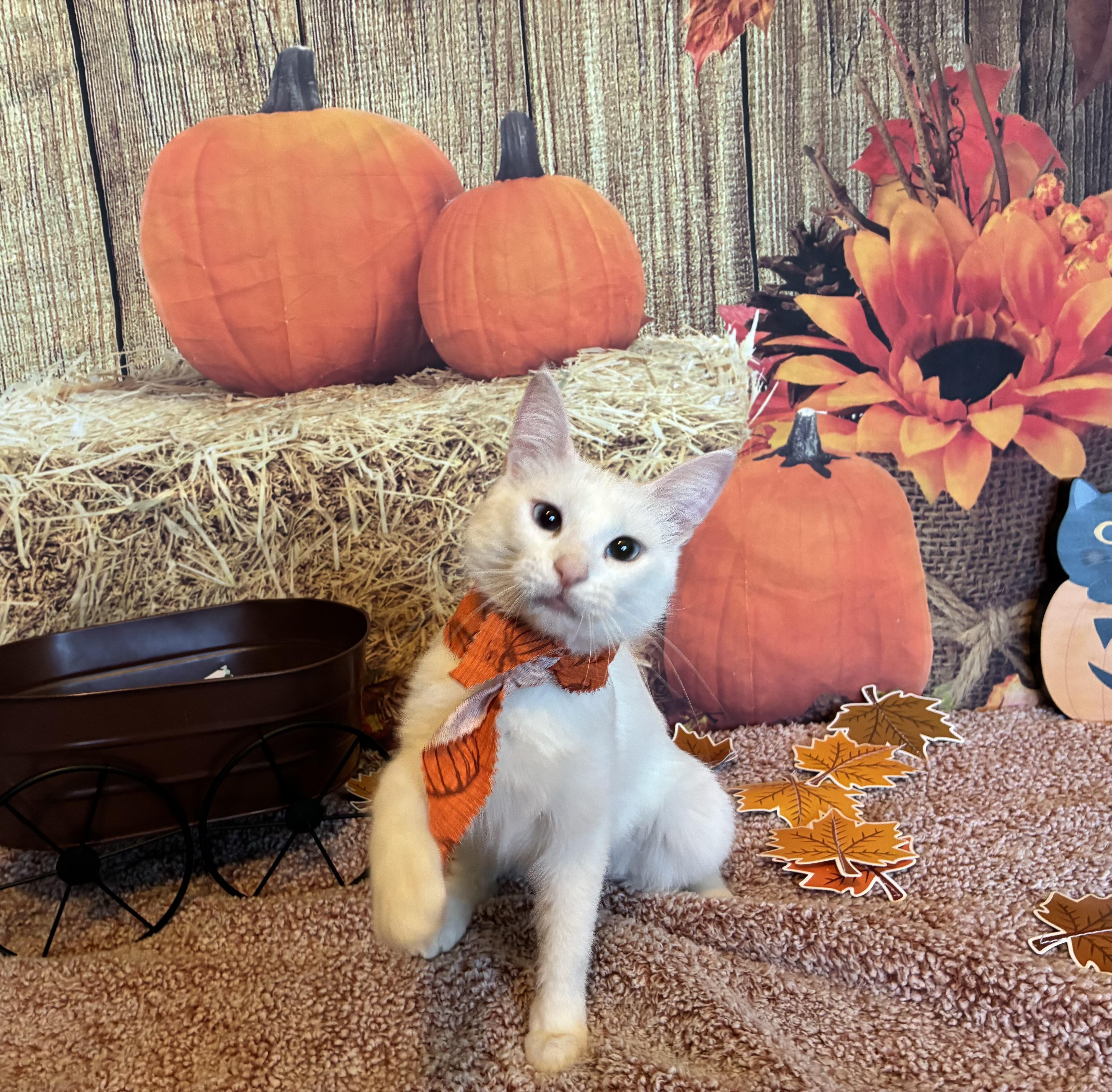 Blanch, Adoptable, Young Female Siamese & Domestic Short Hair.