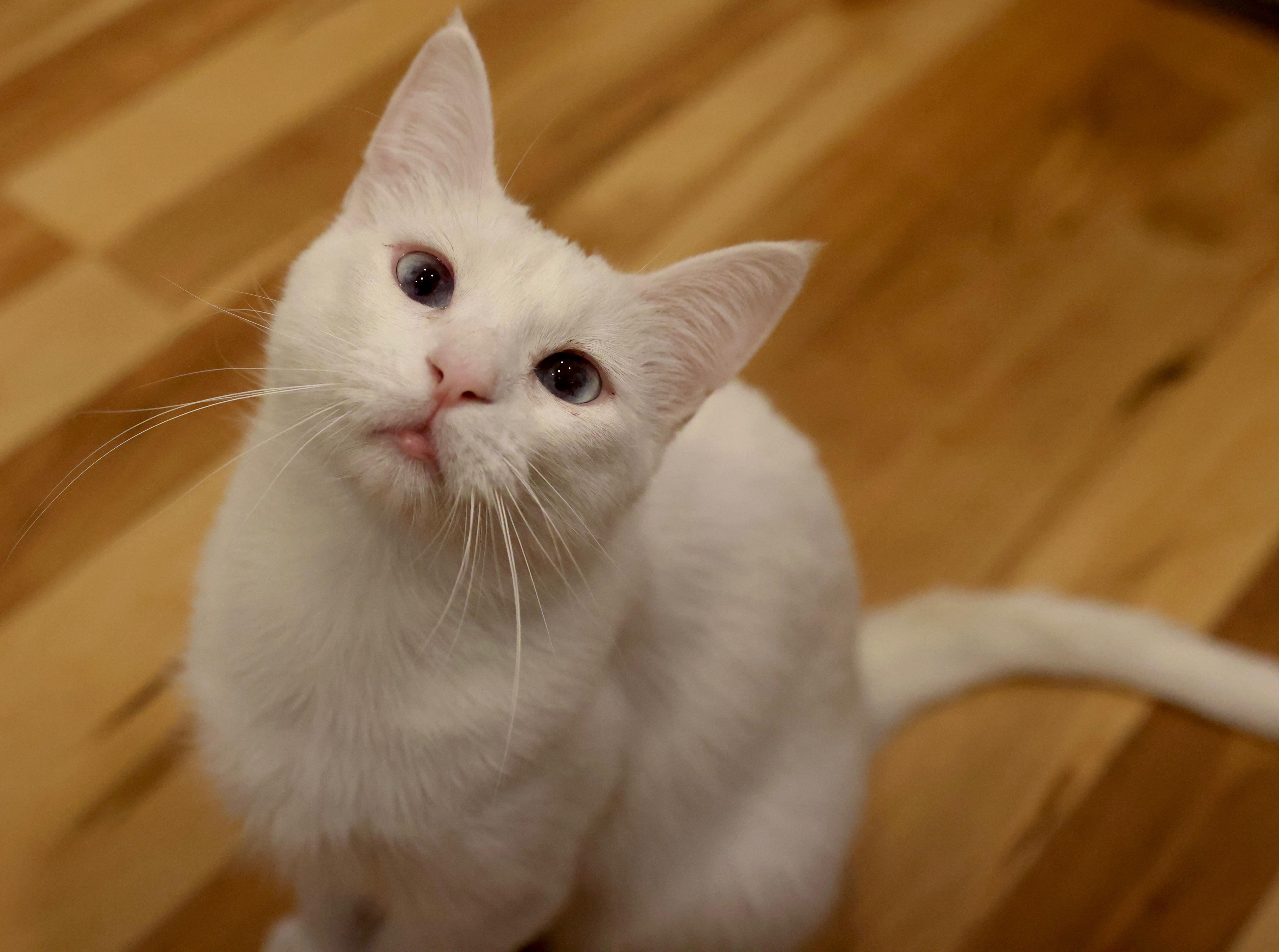 Blanch, Adoptable, Young Female Siamese & Domestic Short Hair.