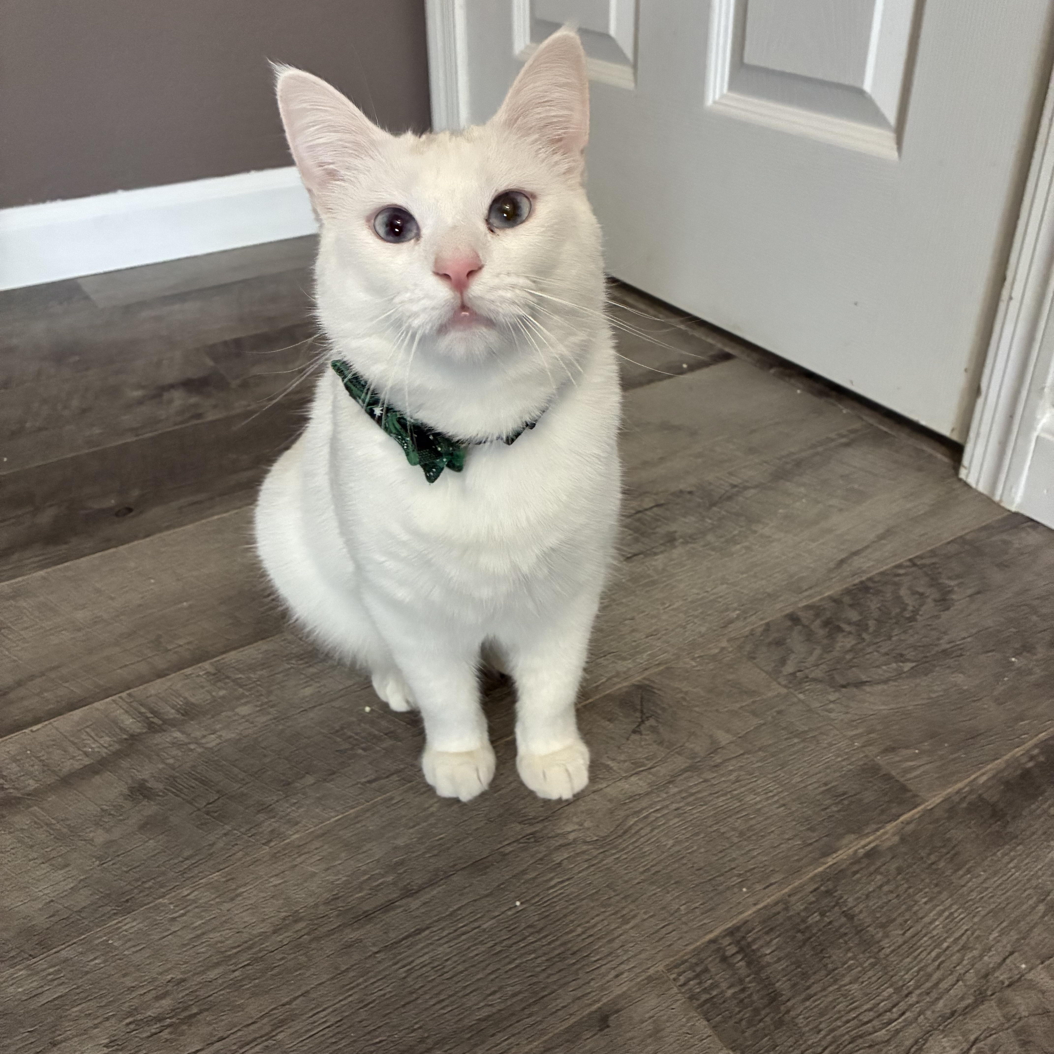 Enlarge Blanch, a Adoptable mixed breed in queen creek, AZ image 3/3