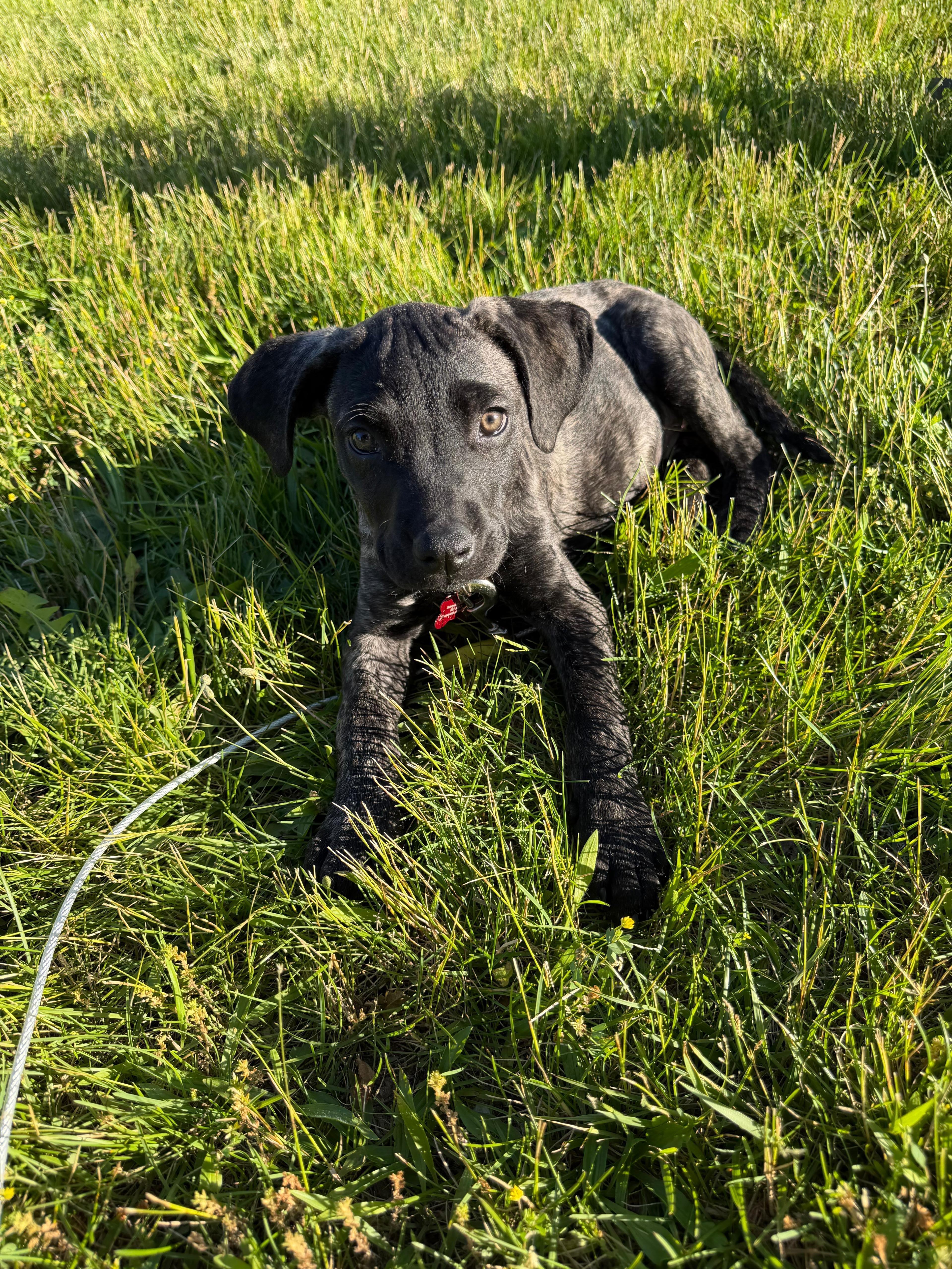 Enlarge Journey, an adopted mixed breed in Chester, VA image 6/6