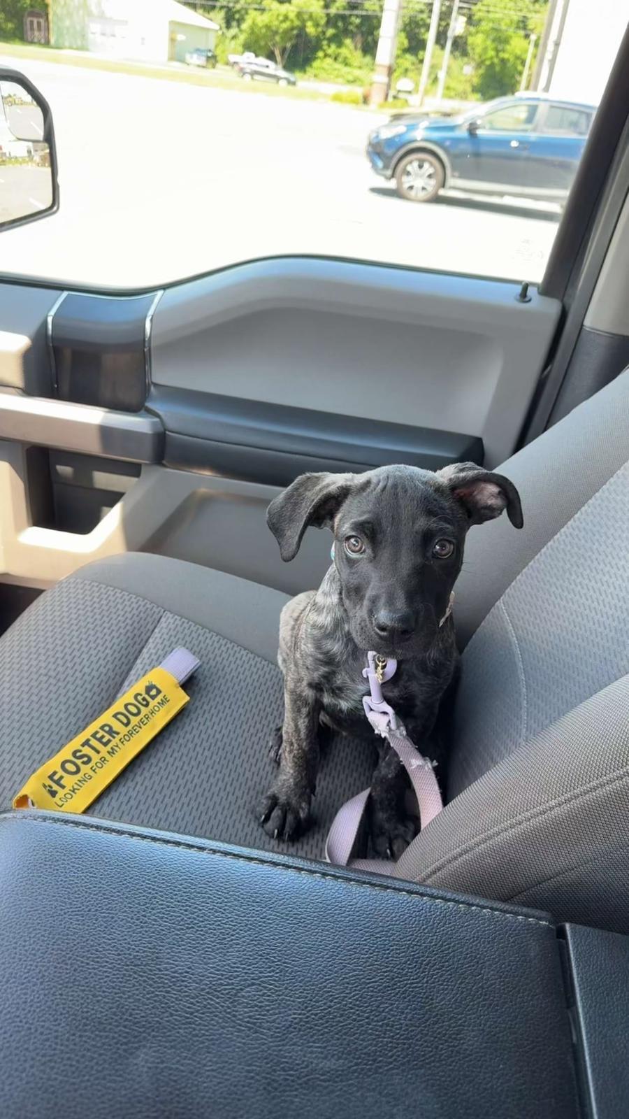Enlarge Journey, an adopted mixed breed in Chester, VA image 2/6