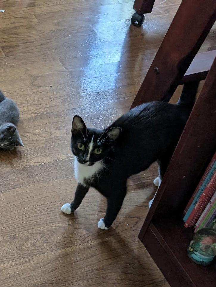 Jasmine, Adoptable, Adult Female Domestic Short Hair.