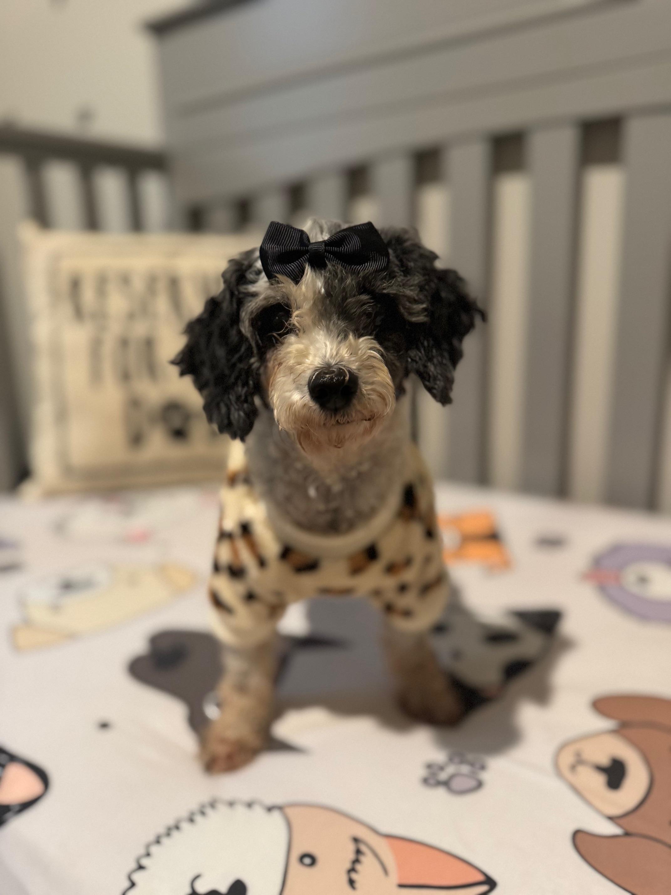 Lyla