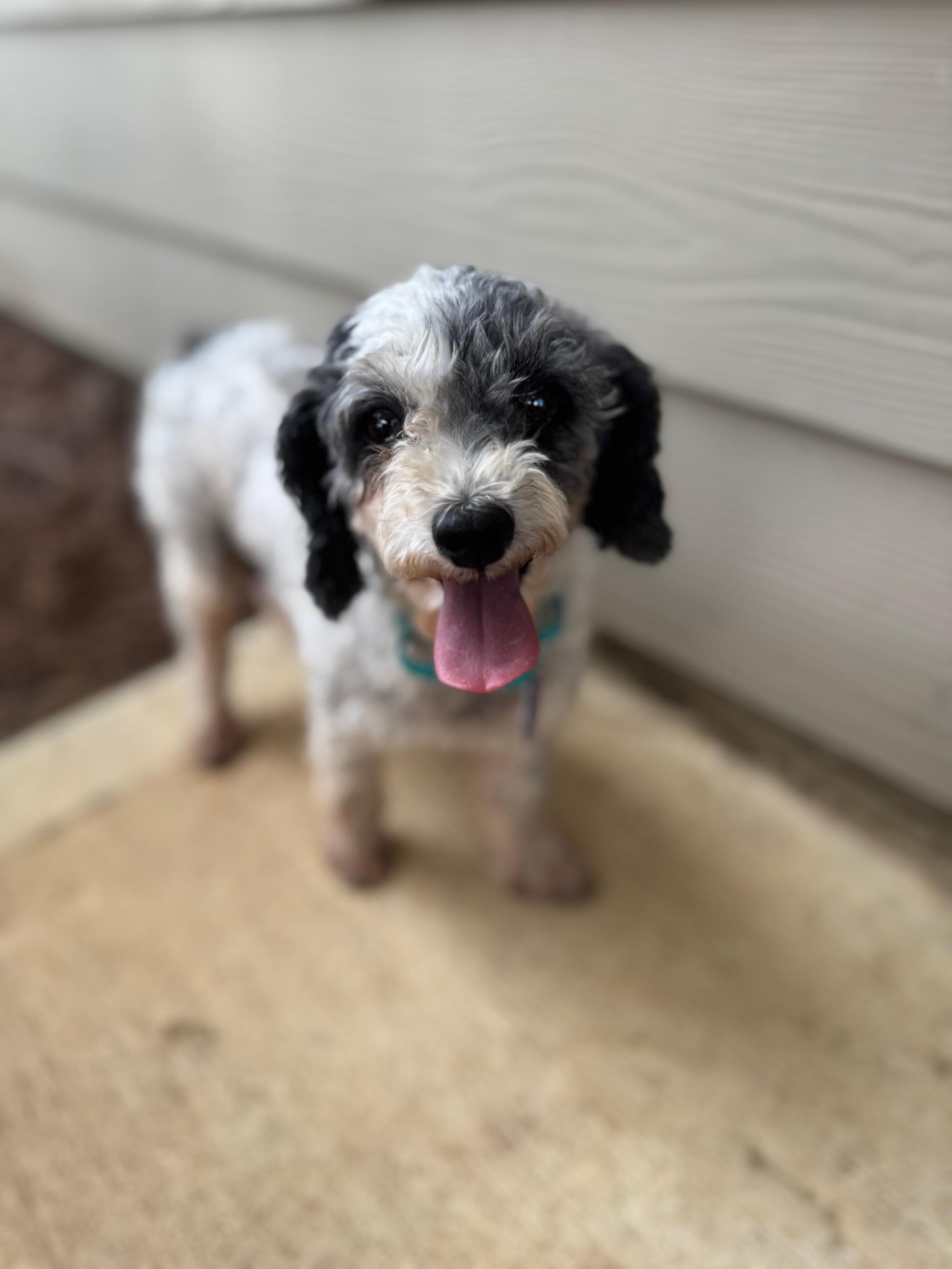 Lyla