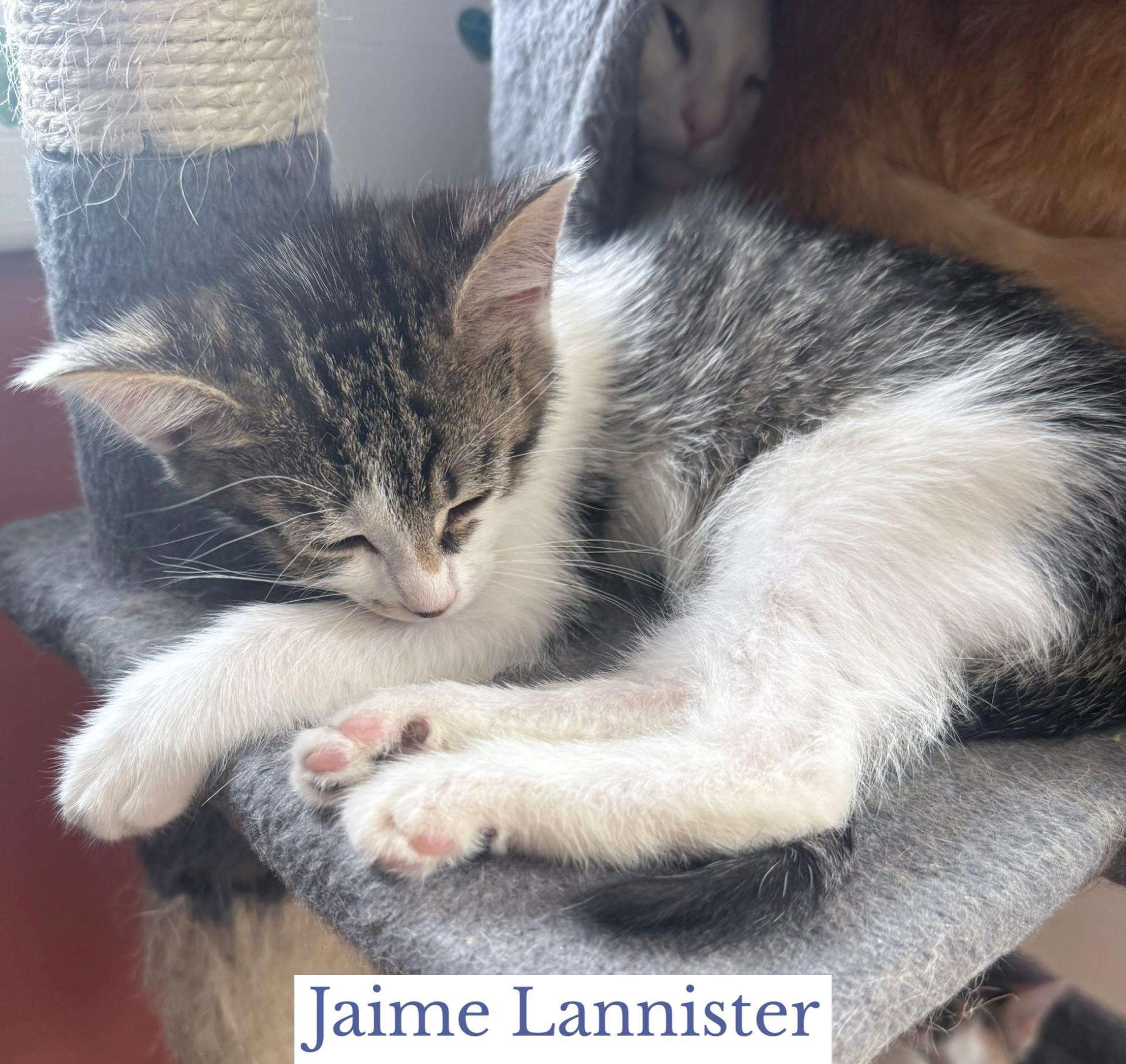 Enlarge Jaime Lannister, a Adoptable Domestic Short Hair in Berkeley Springs, WV image 4/5