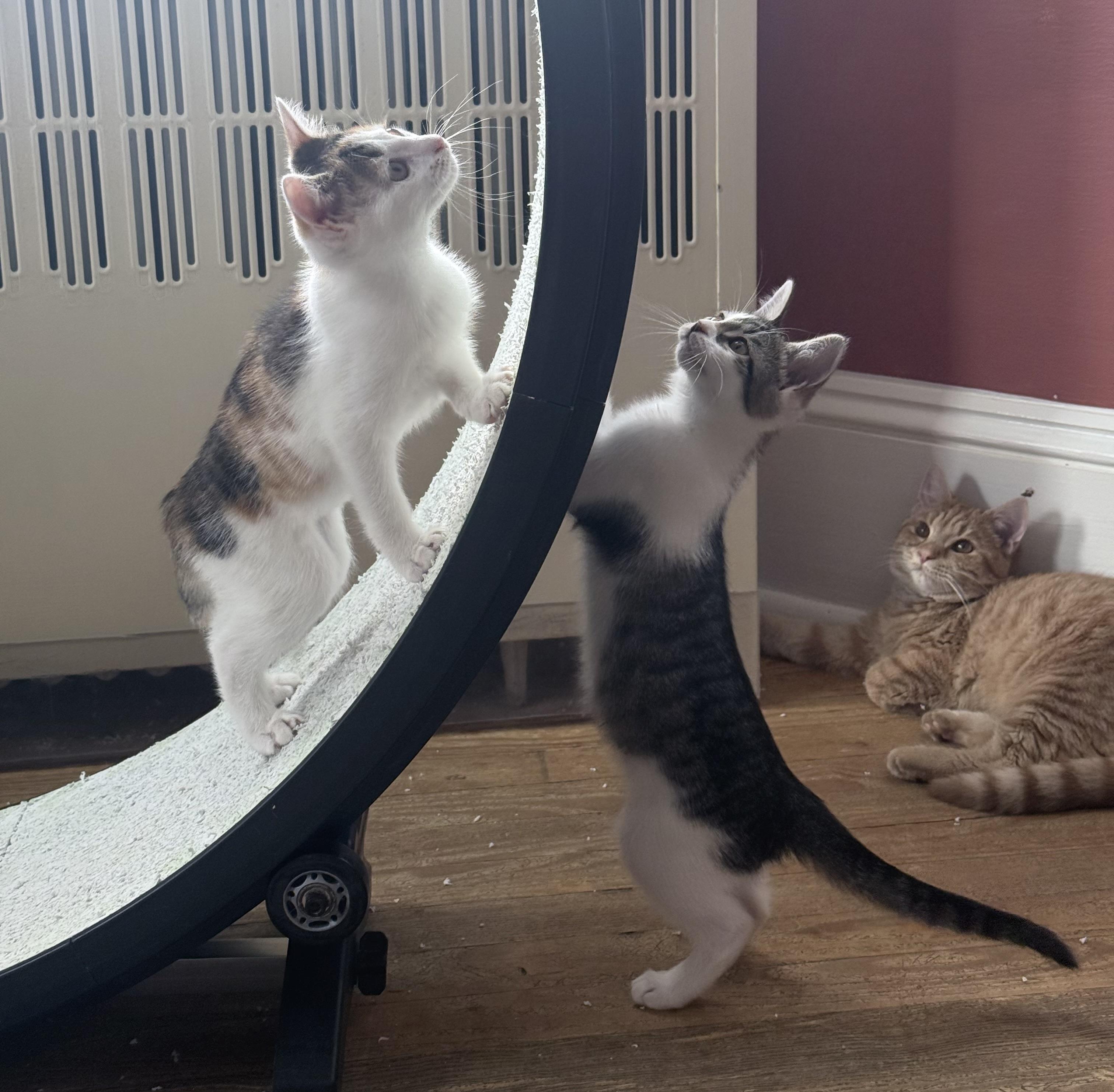 Enlarge Jaime Lannister, a Adoptable Domestic Short Hair in Berkeley Springs, WV image 2/5