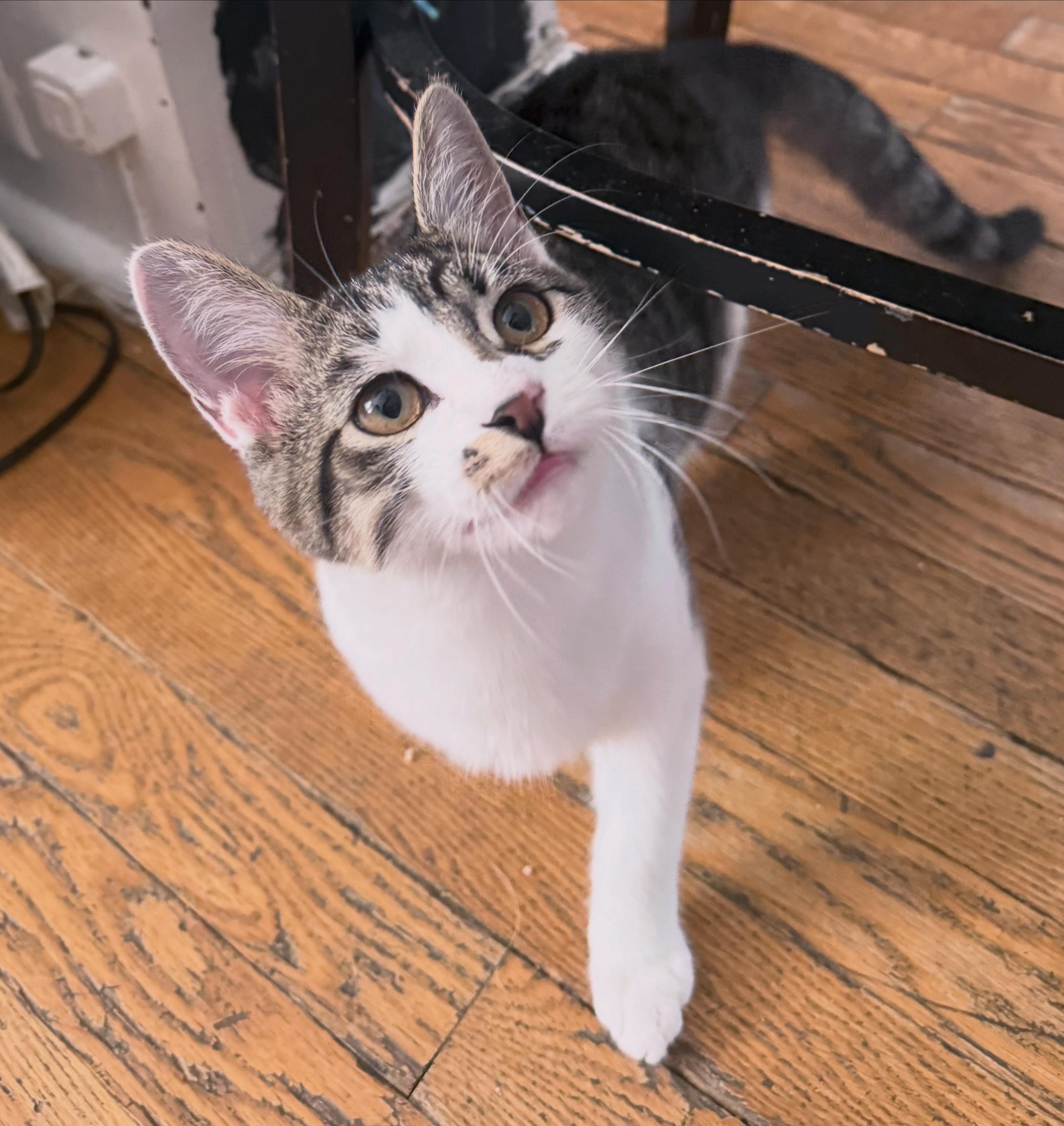 Jaime Lannister, Adopted, Young Male Domestic Short Hair.