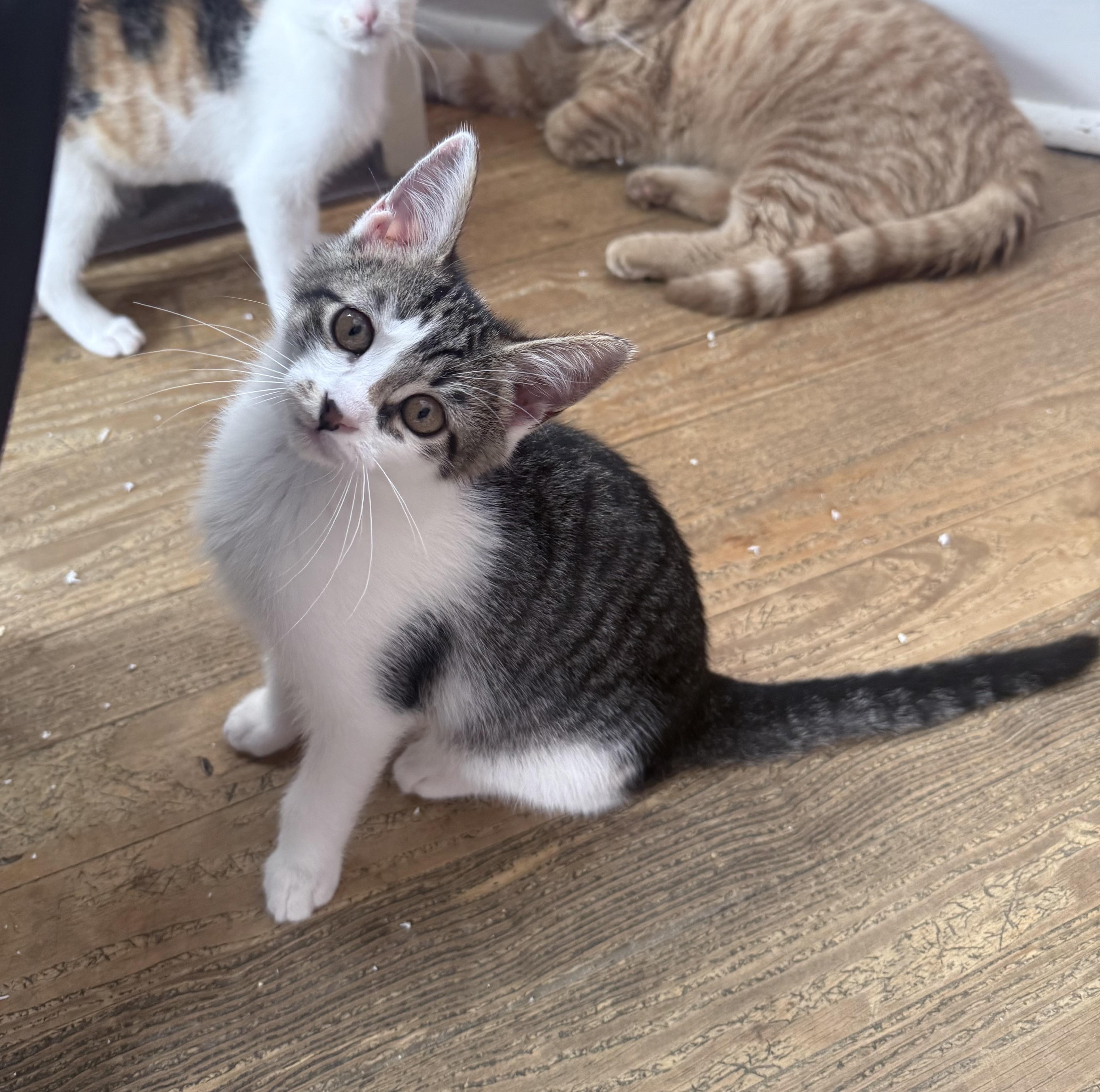 Enlarge Jaime Lannister, a Adoptable Domestic Short Hair in Berkeley Springs, WV image 1/5