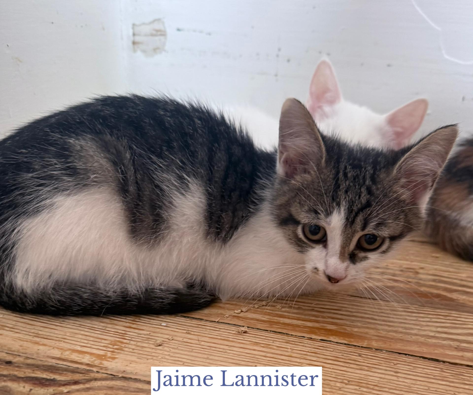 Enlarge Jaime Lannister, a Adoptable Domestic Short Hair in Berkeley Springs, WV image 3/5
