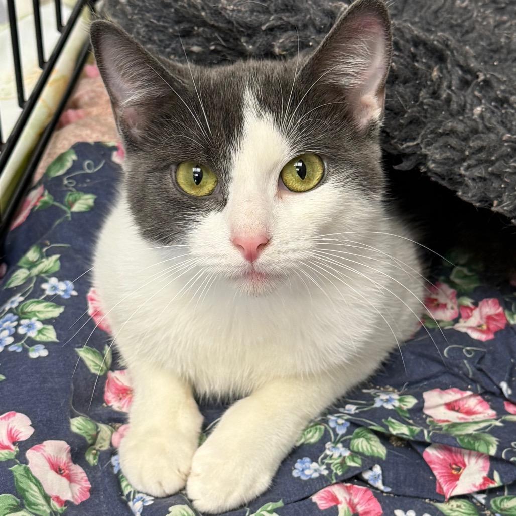 Enlarge Santa Monica, a Adoptable Domestic Short Hair in Archbold , OH image 1/1
