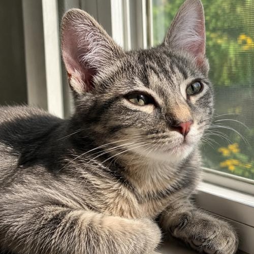 Riff Raff, adopted, Kitten Female Tabby.