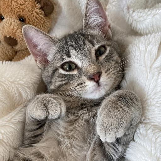 Riff Raff, an adopted Tabby in Westland, MI image 2/3